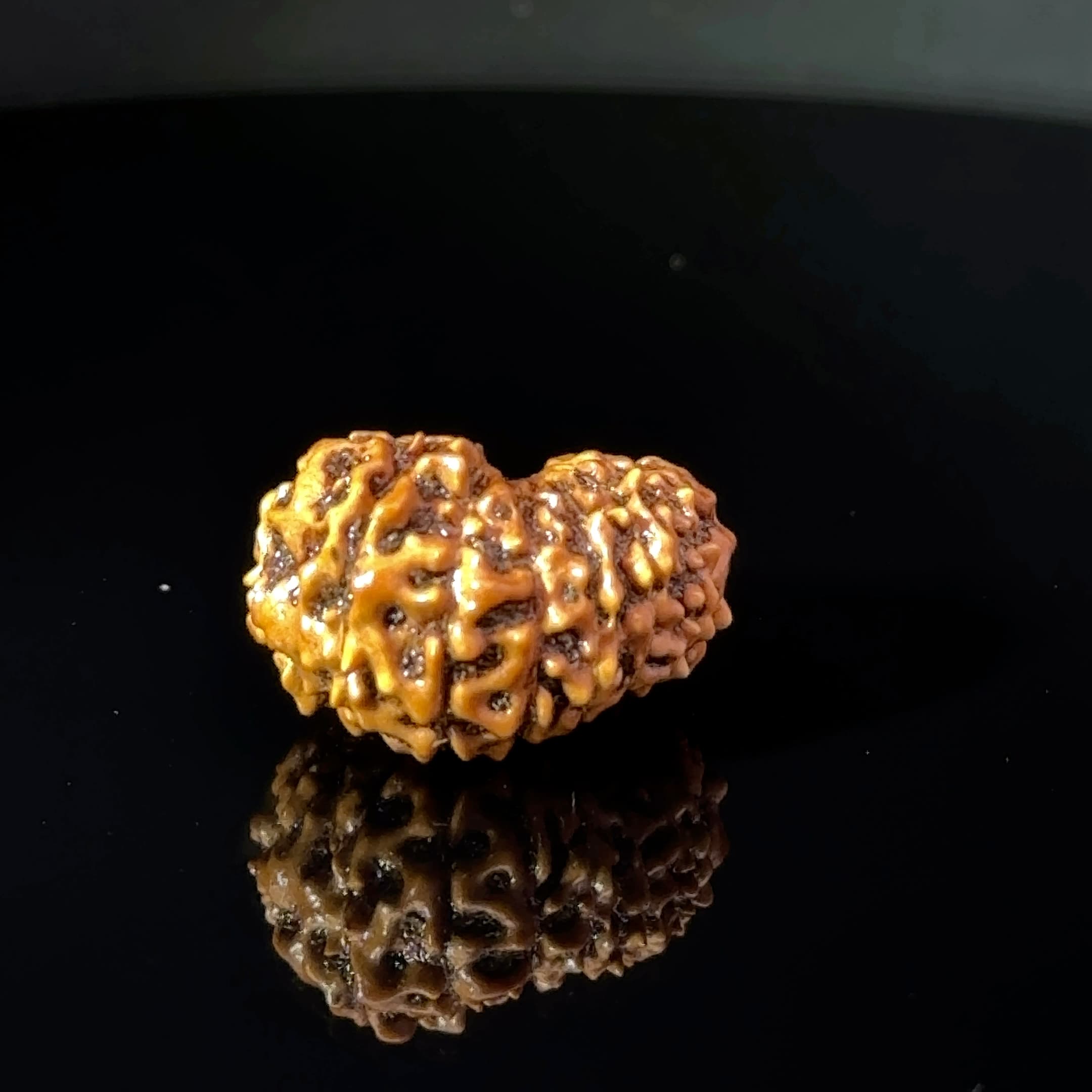 Certified 15 Mukhi Nepali Rudraksha IGL- 135508RD