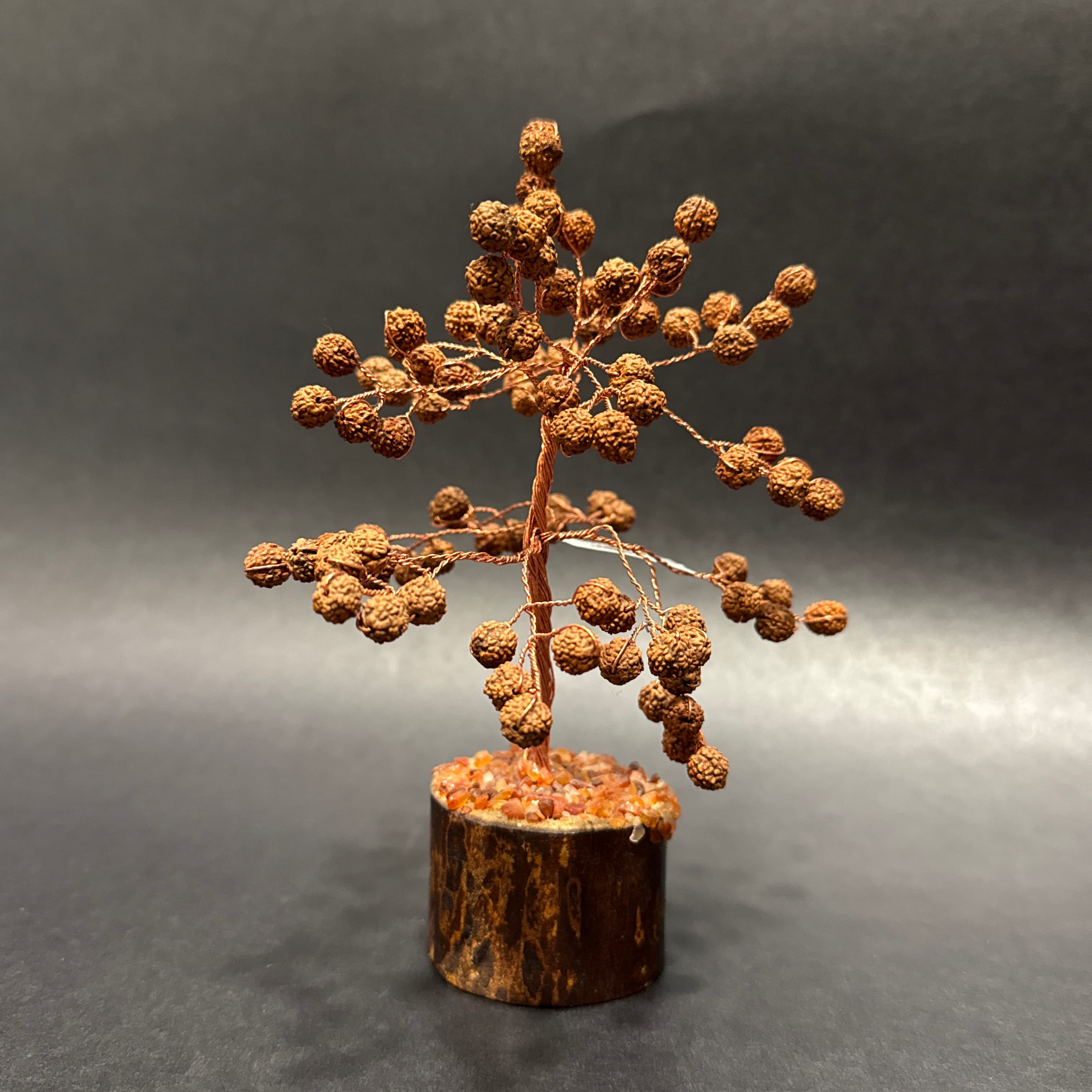 Rudraksha Tree