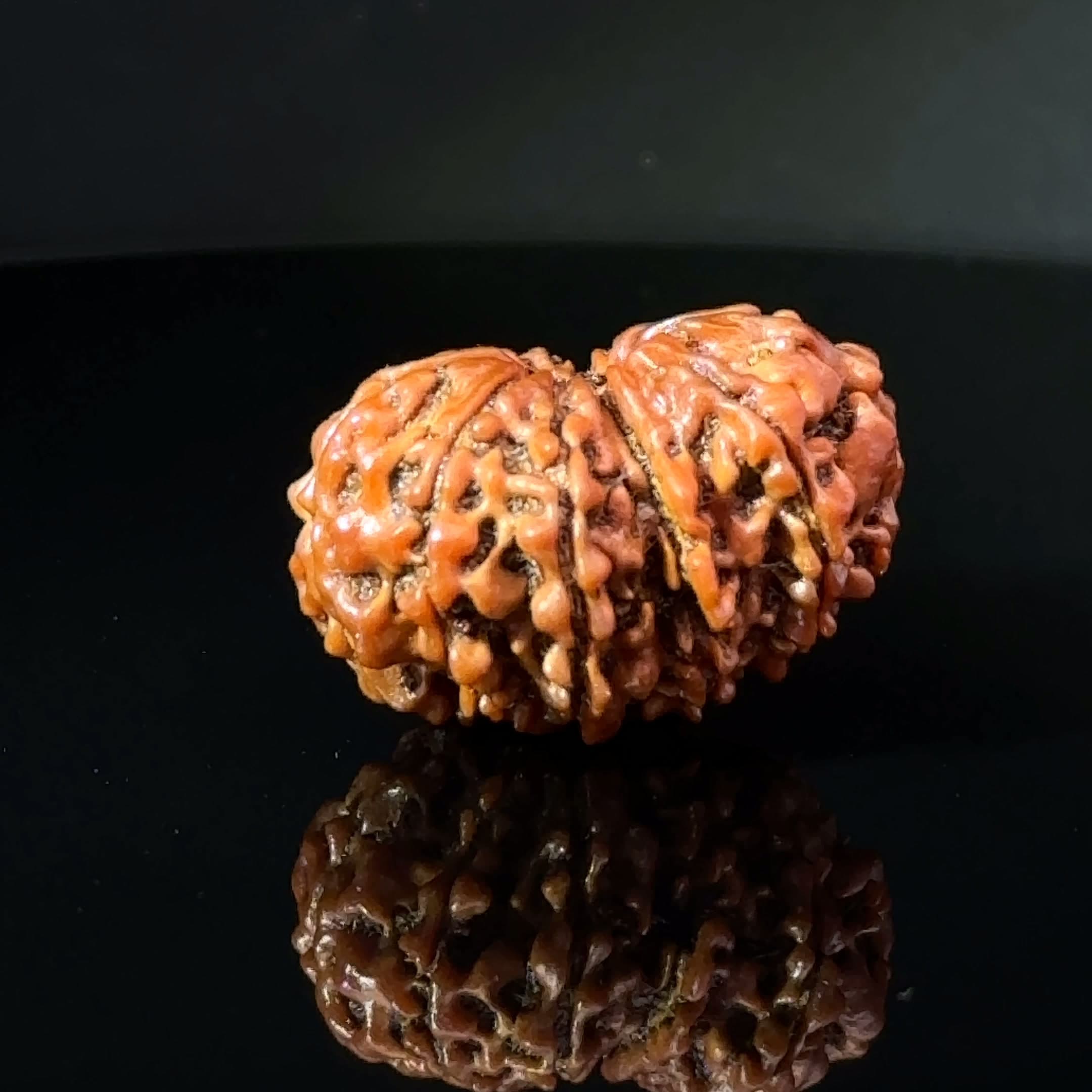 Certified Gauri Shankar Rudraksha IGL - 146105RD