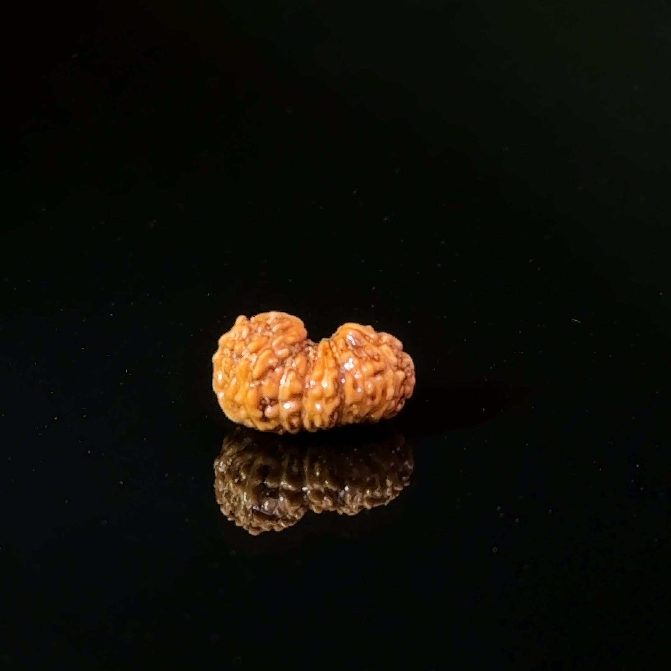 Certified 17 Mukhi Indonesian Rudraksha IGL- 127553RD