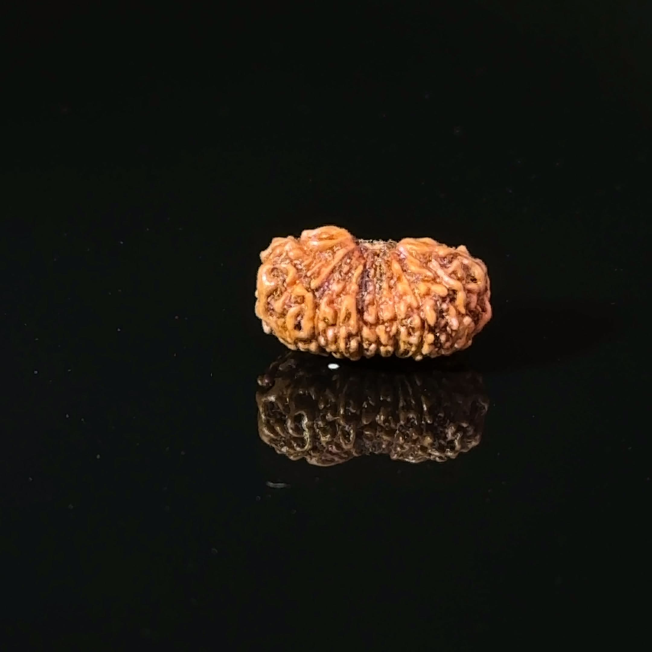 Certified 17 Mukhi Indonesian Rudraksha IGL-  127562RD