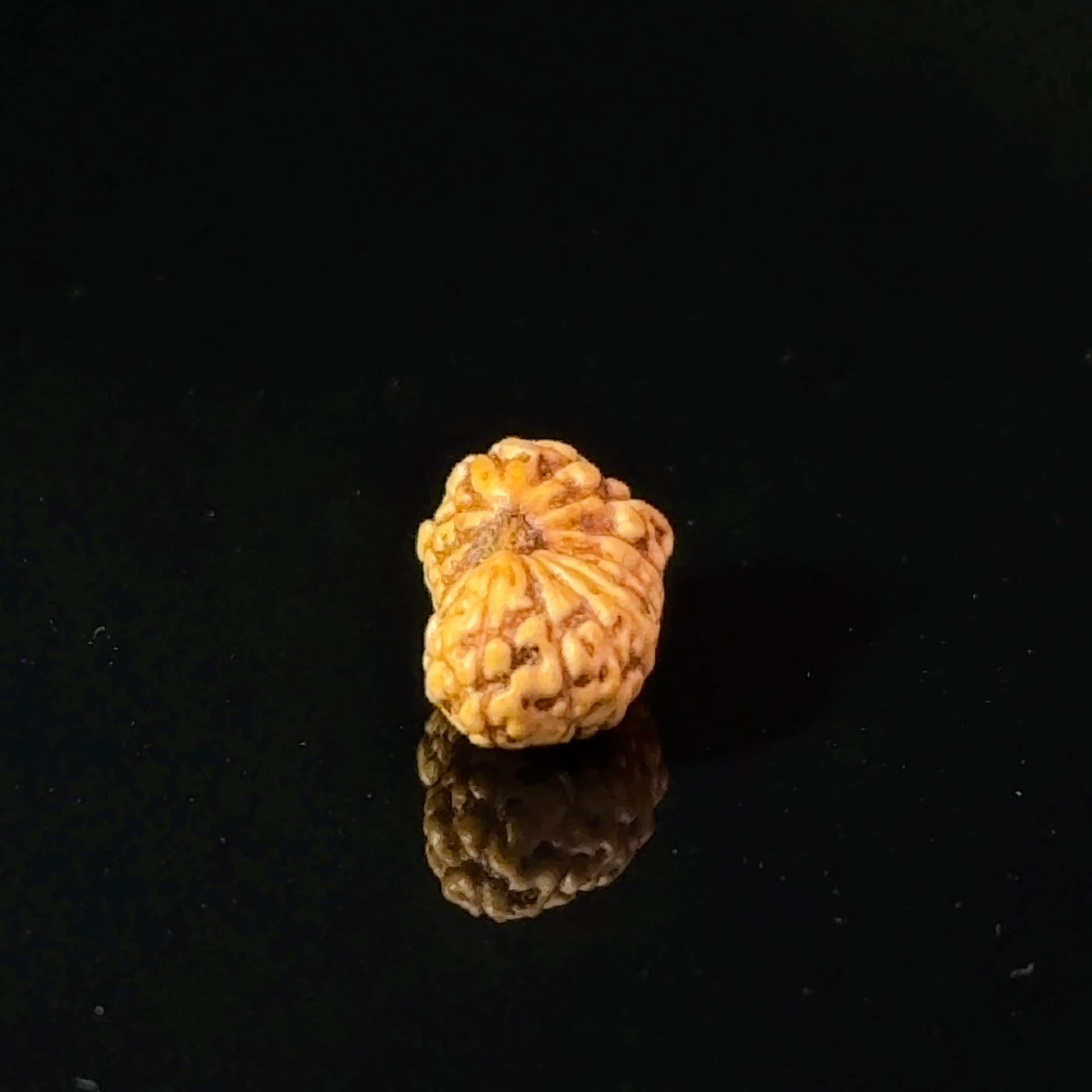 Certified 17 Mukhi Indonesian Rudraksha IGL- 127555RD