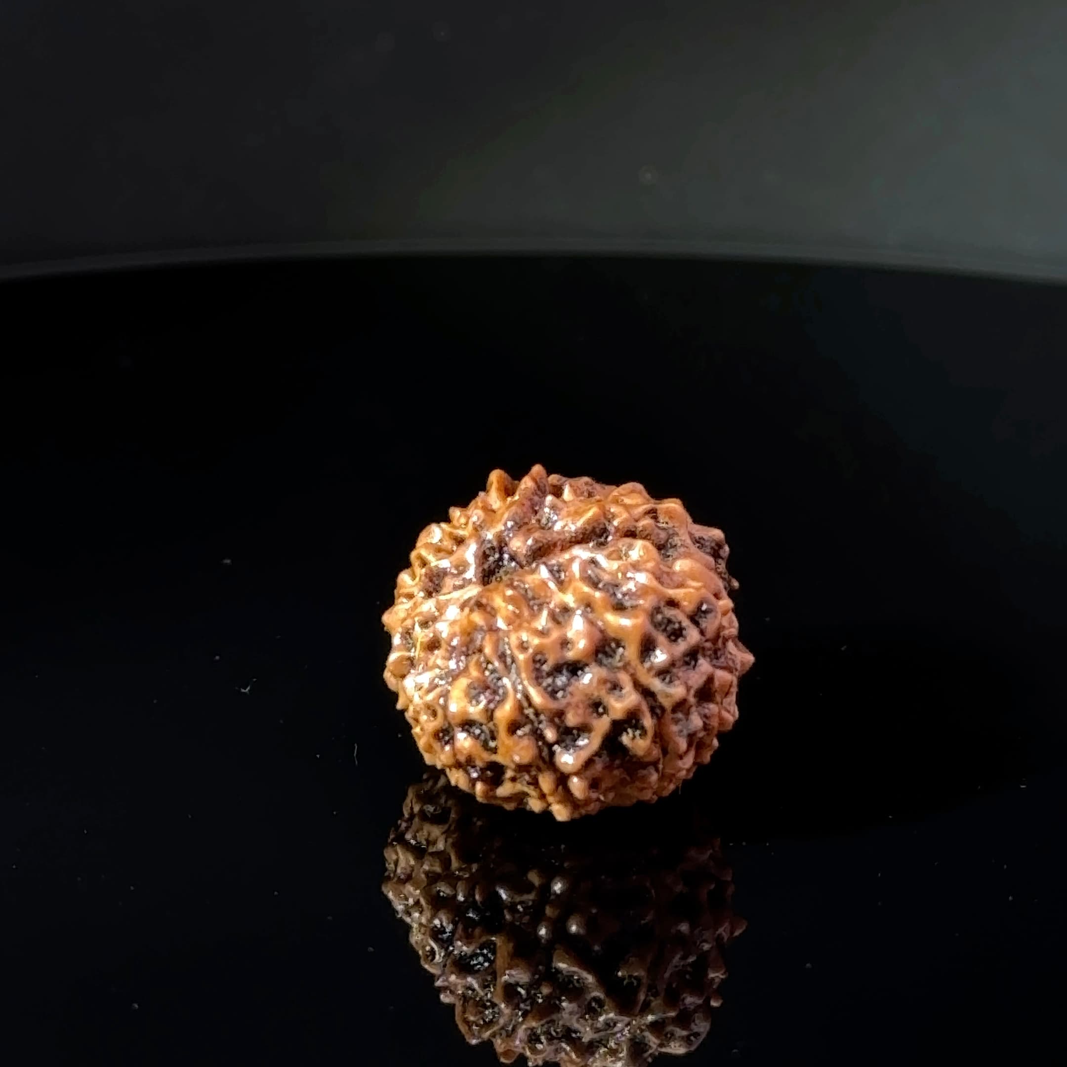 Certified 15 Mukhi Nepali Rudraksha IGL- 135507RD