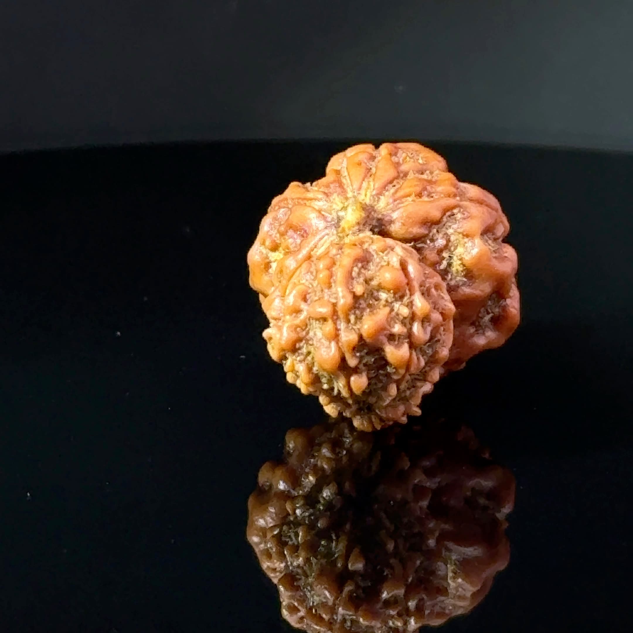 Certified Garbh Gauri Shankar Rudraksha IGL -146109RD