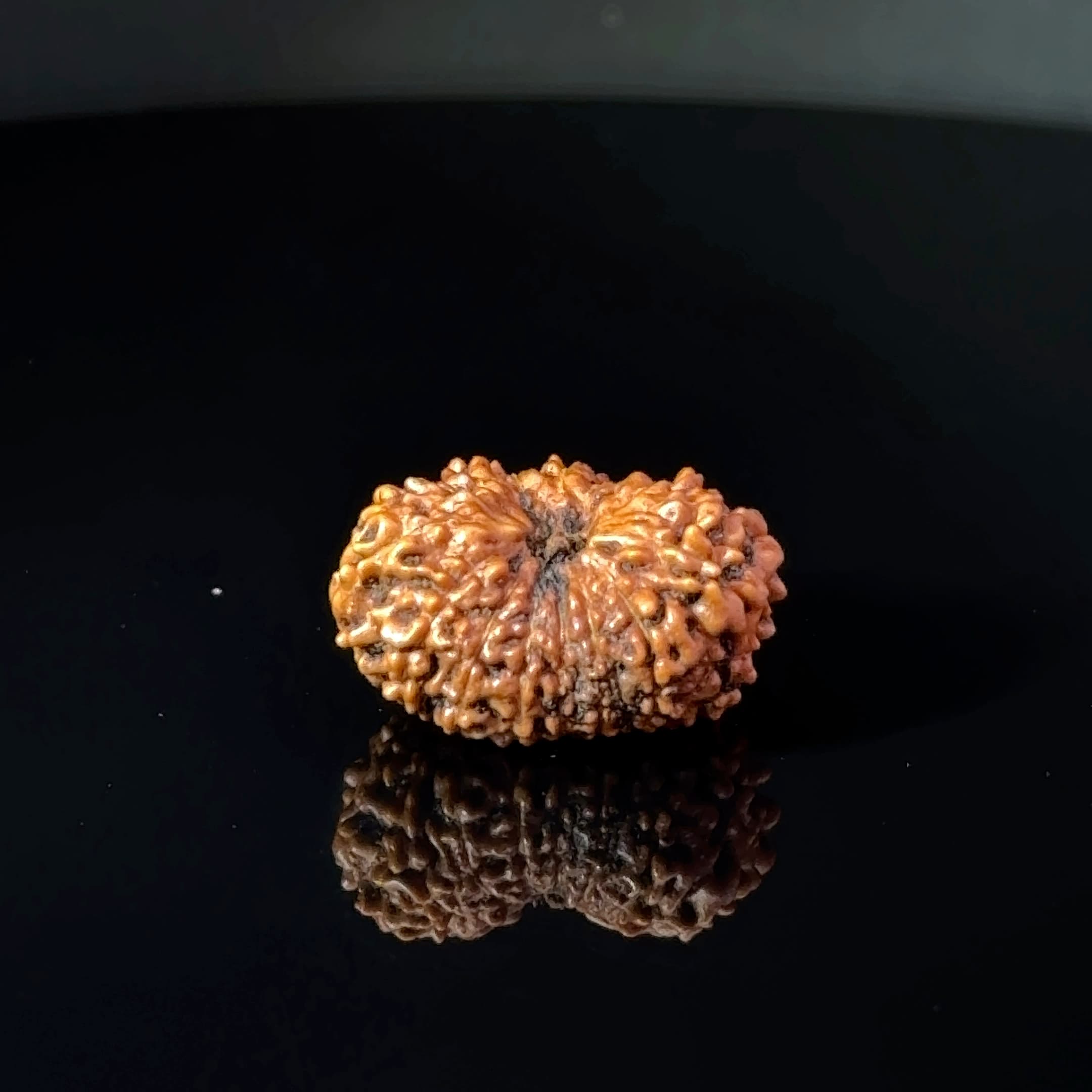 Certified 15 Mukhi Nepali Rudraksha IGL- 135509RD