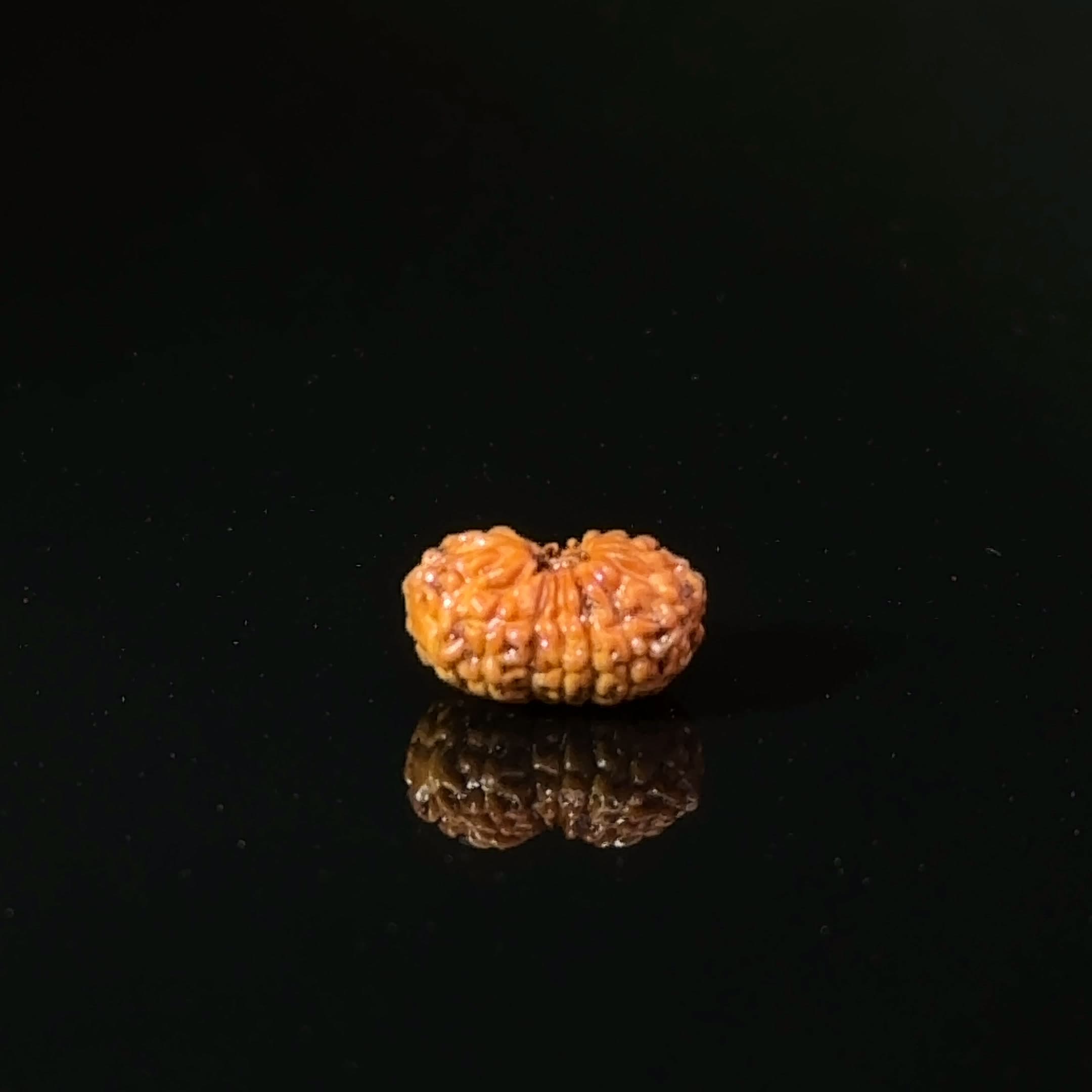 Certified 17 Mukhi Indonesian Rudraksha IGL- 127558RD