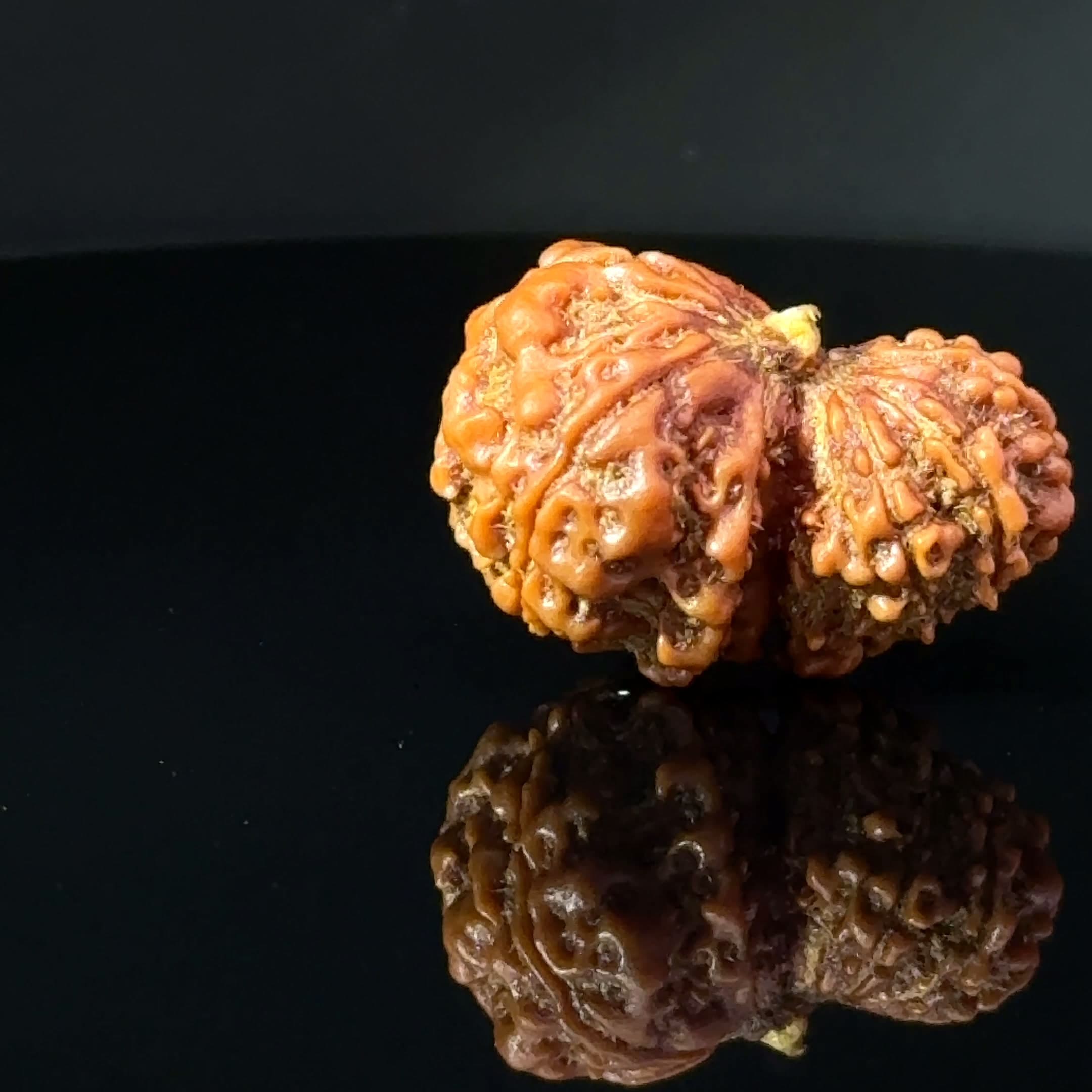 Certified Garbh Gauri Shankar Rudraksha IGL -146109RD