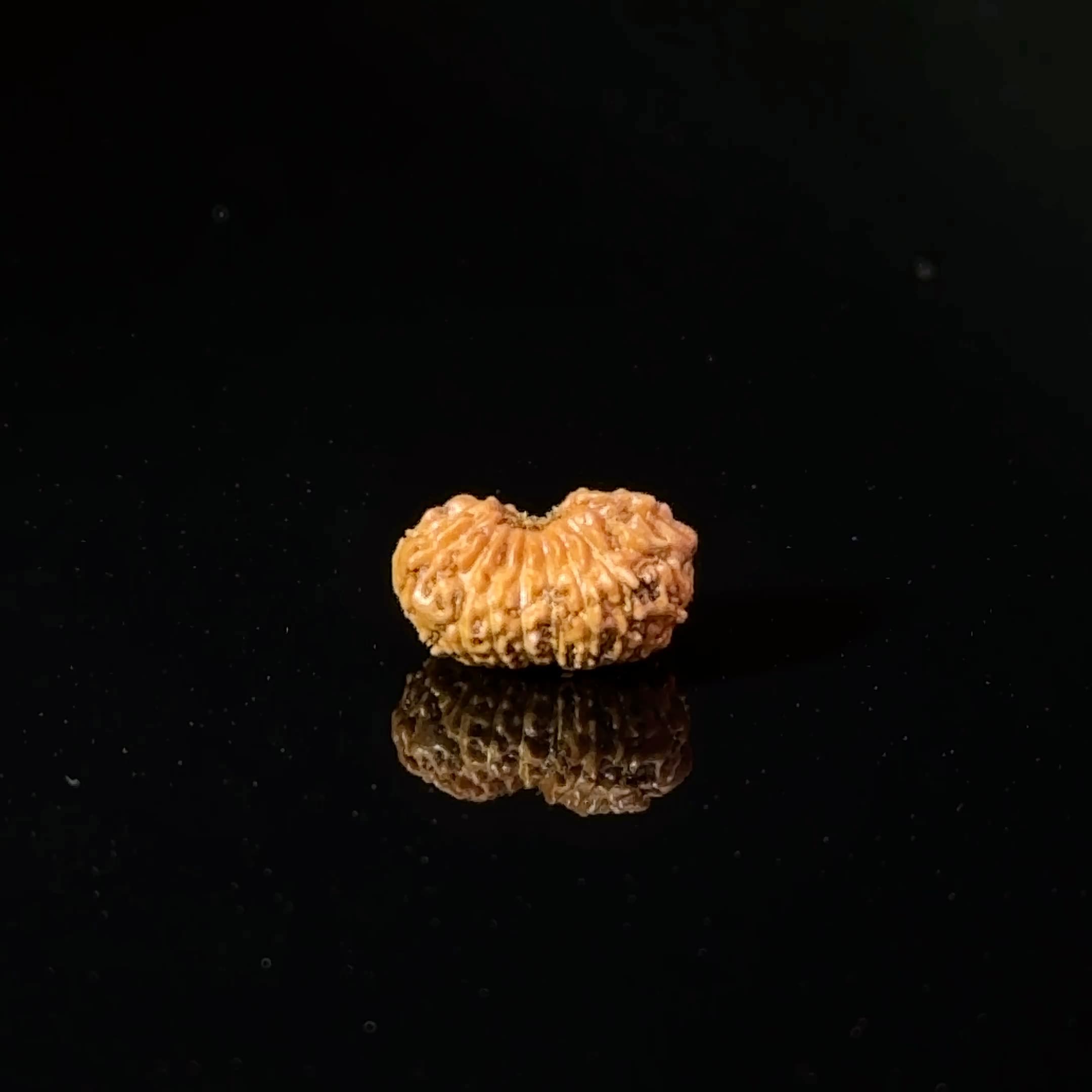 Certified 17 Mukhi Indonesian Rudraksha IGL- 127556RD