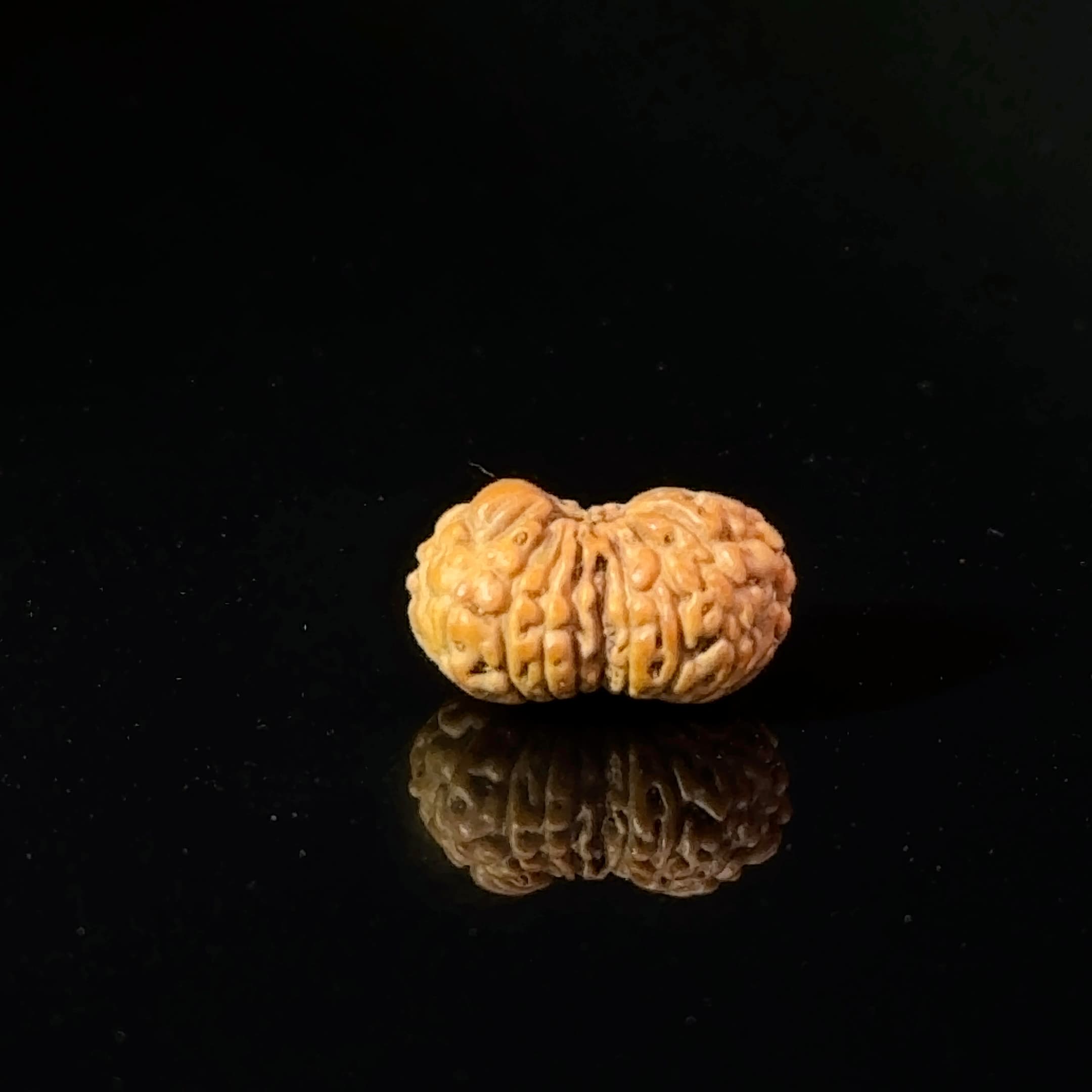 Certified 17 Mukhi Indonesian Rudraksha IGL- 127552RD