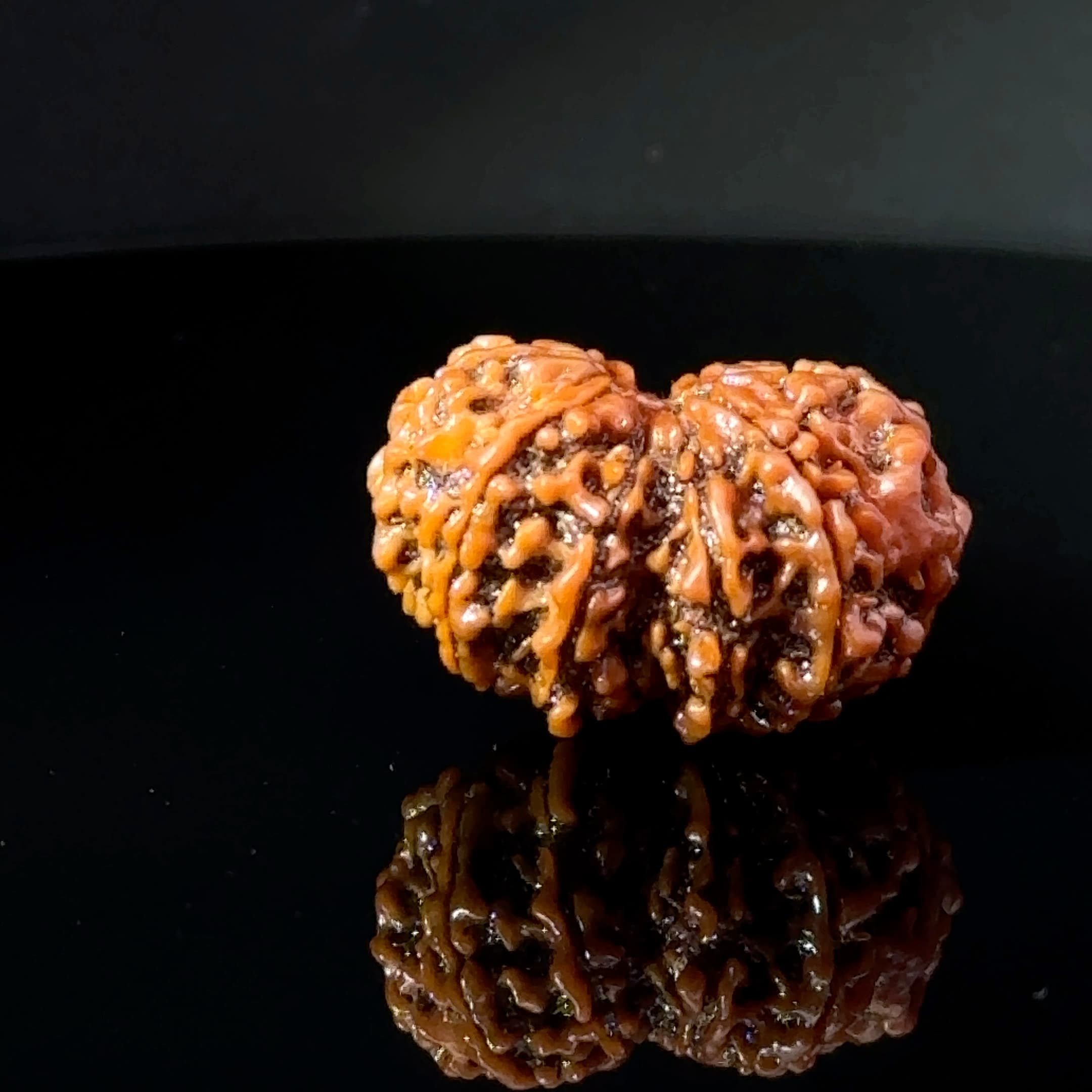 Certified Gauri Shankar Rudraksha IGL - 146102RD