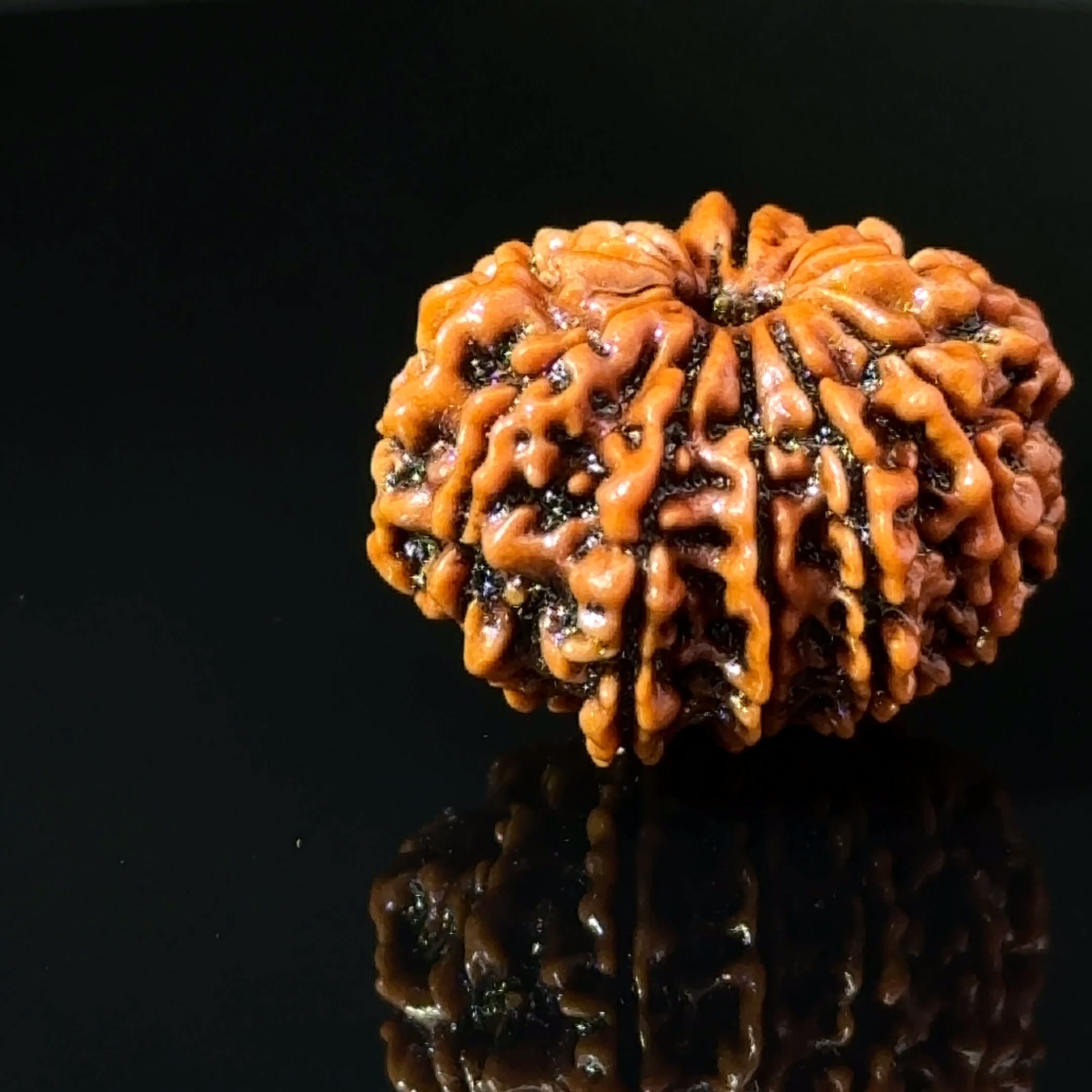 Certified 11 MUKHI GANESH Rudraksha IGL-146079RD