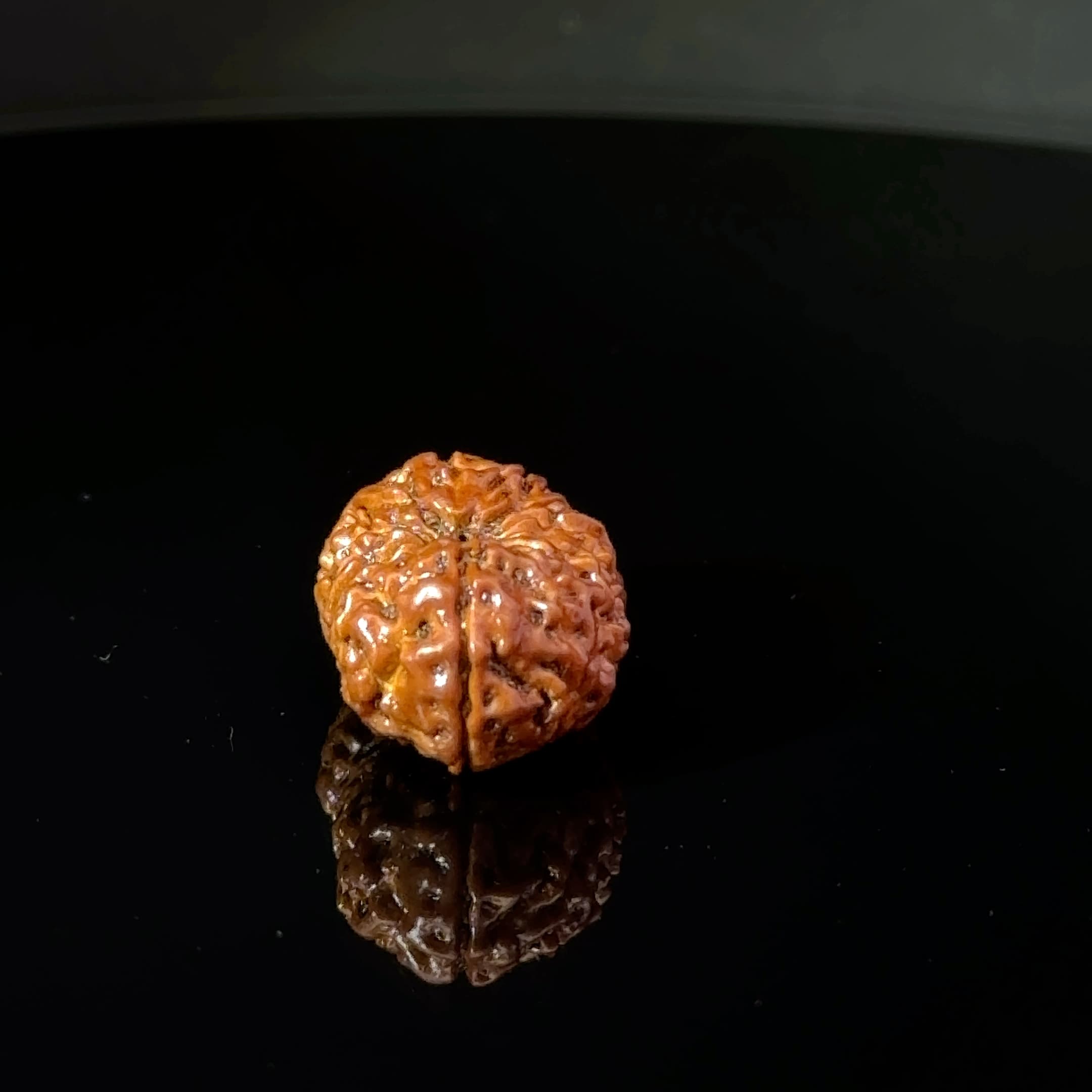 Certified 15 Mukhi Nepali Rudraksha IGL- 135511RD