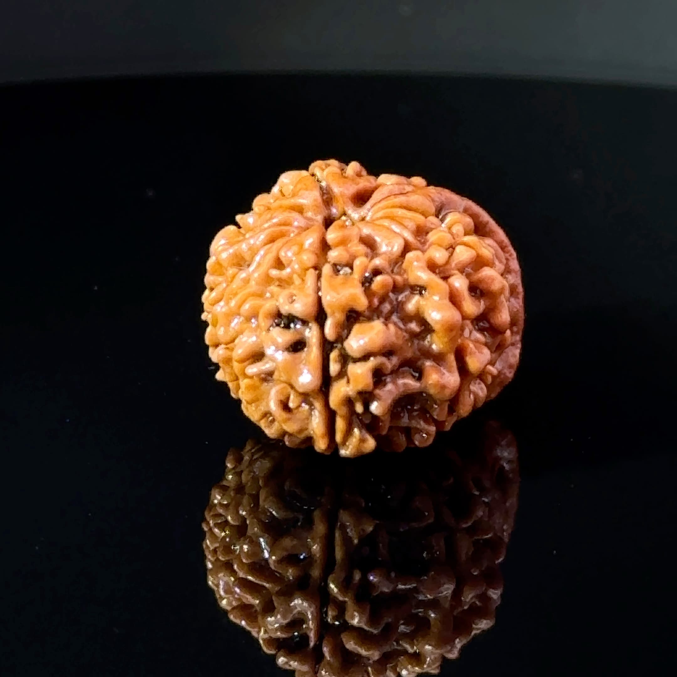 Certified 11 MUKHI GANESH Rudraksha IGL-146078RD