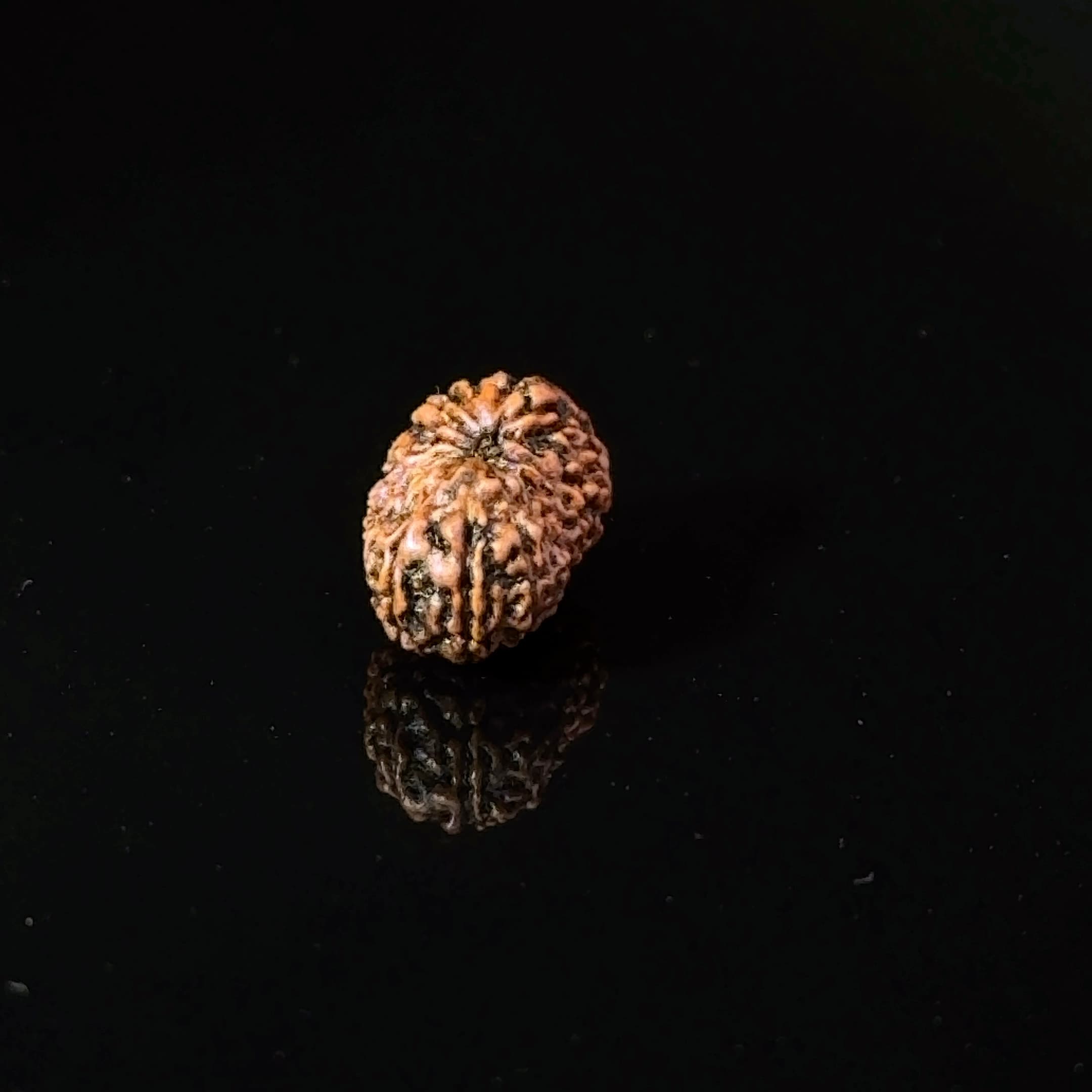 Certified 17 Mukhi Indonesian Rudraksha IGL- 127563RD