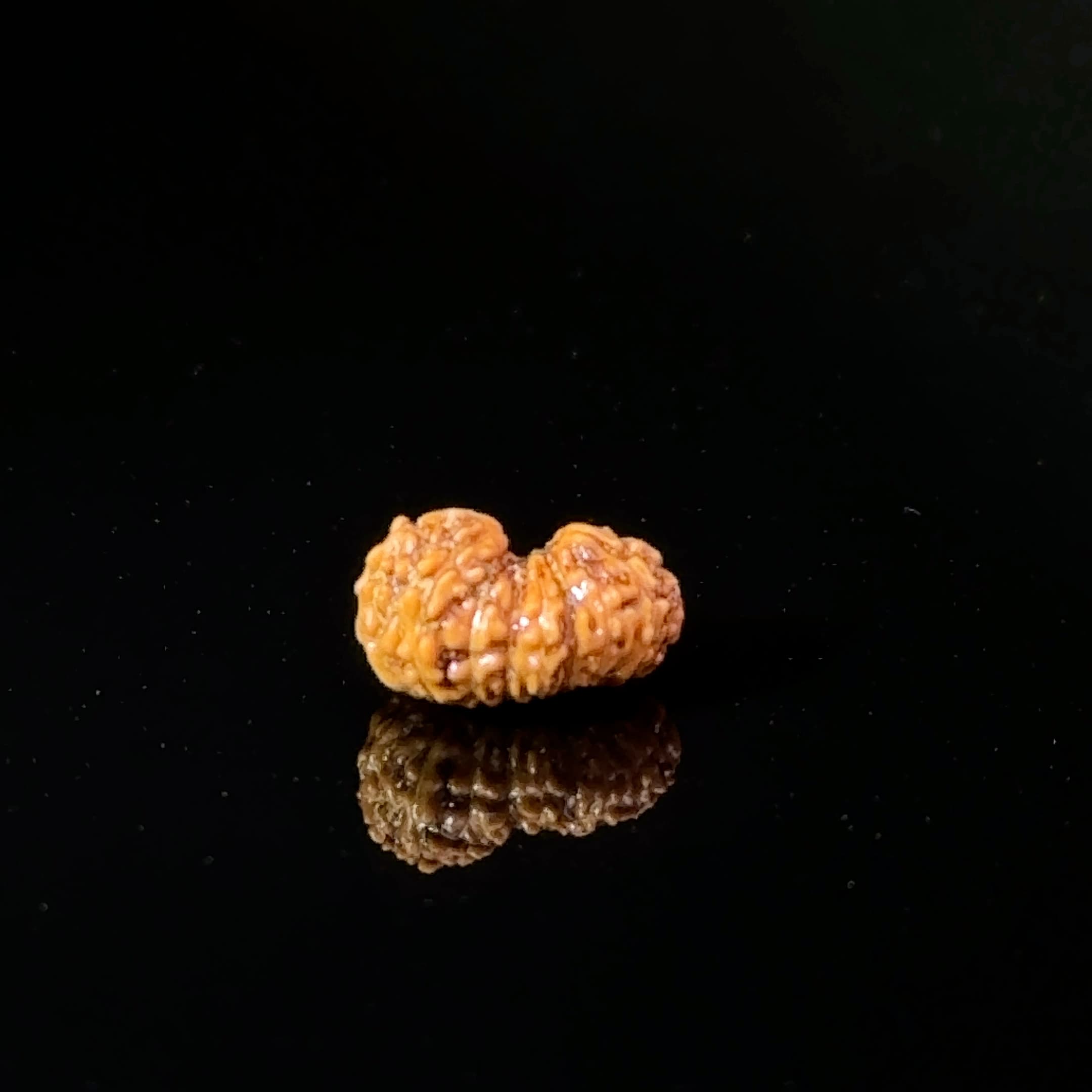 Certified 17 Mukhi Indonesian Rudraksha IGL- 127553RD