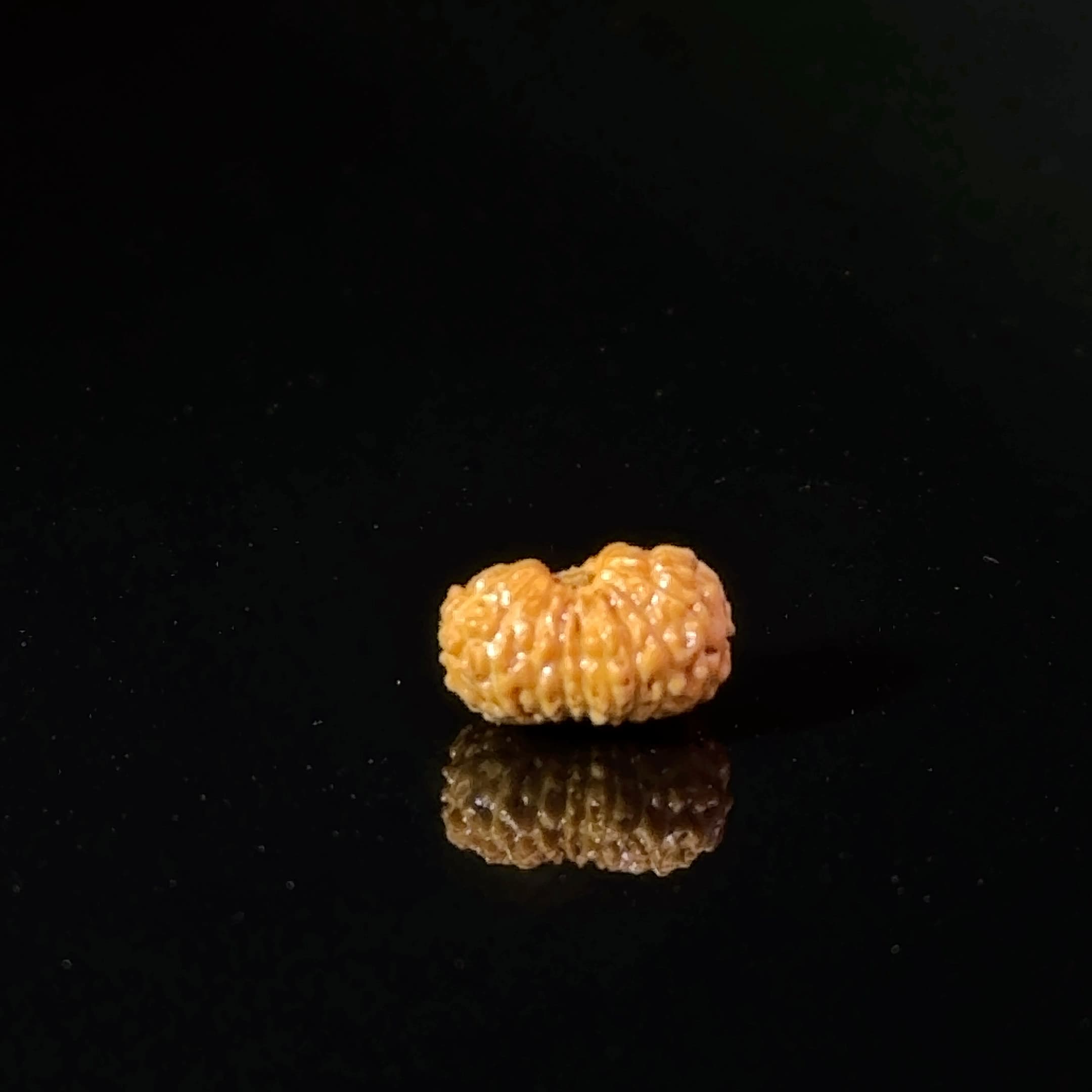 Certified 17 Mukhi Indonesian Rudraksha IGL- 127557RD