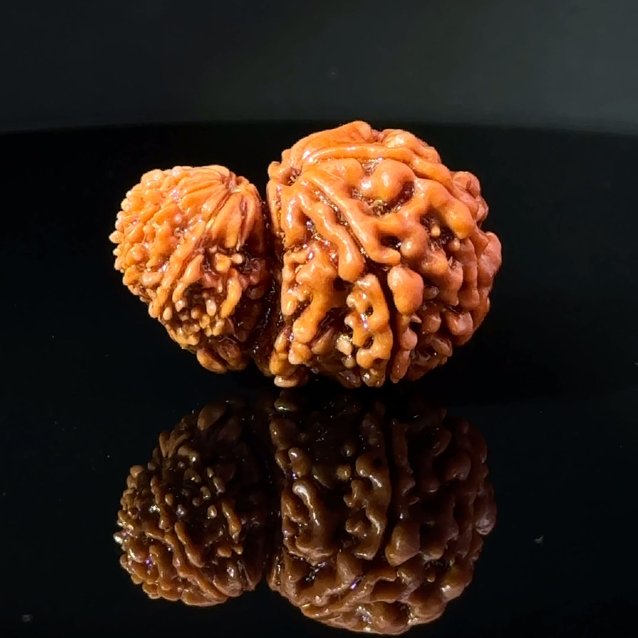 Certified Garbh Gauri Shankar Rudraksha IGL -146111RD
