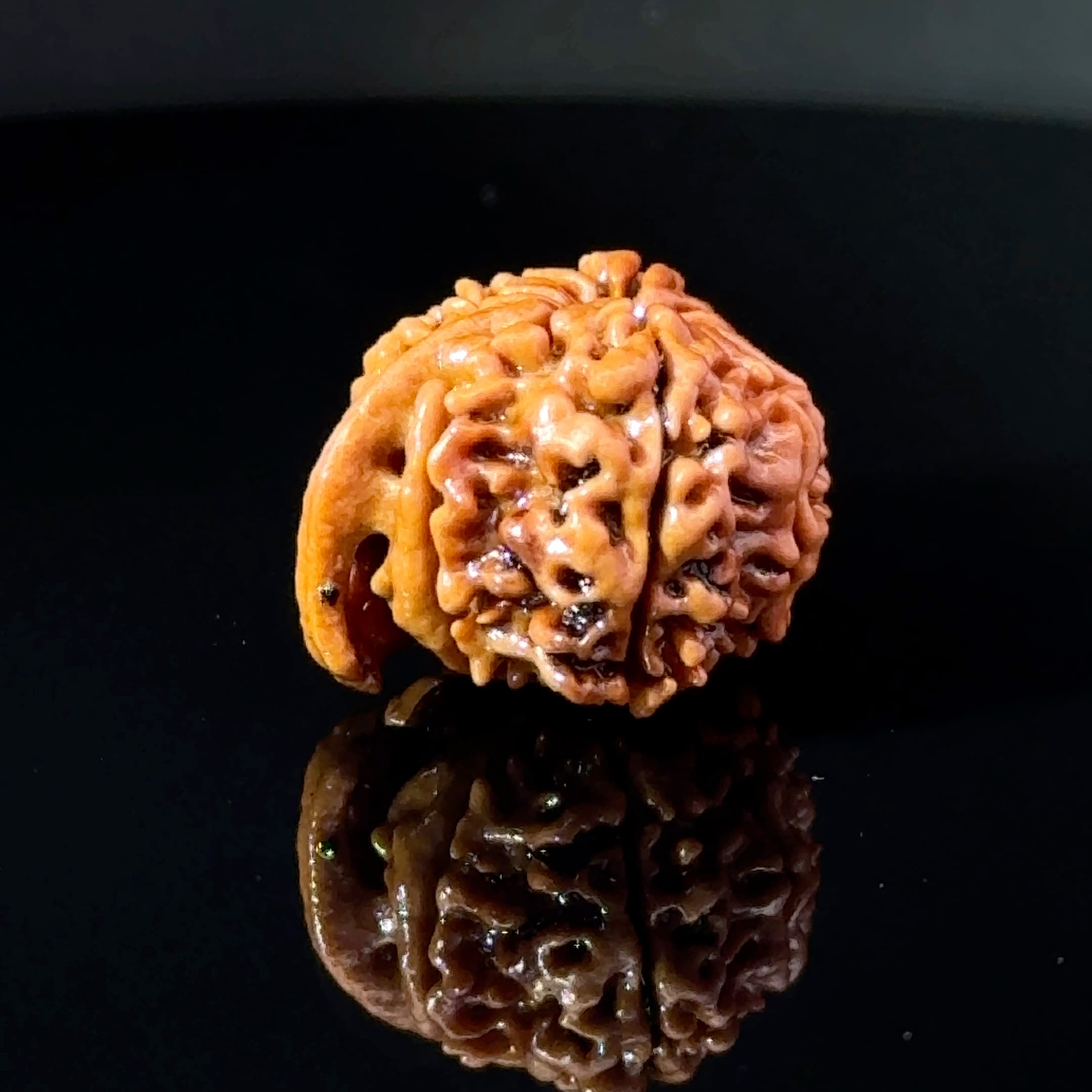 Certified 11 MUKHI GANESH Rudraksha IGL-146078RD
