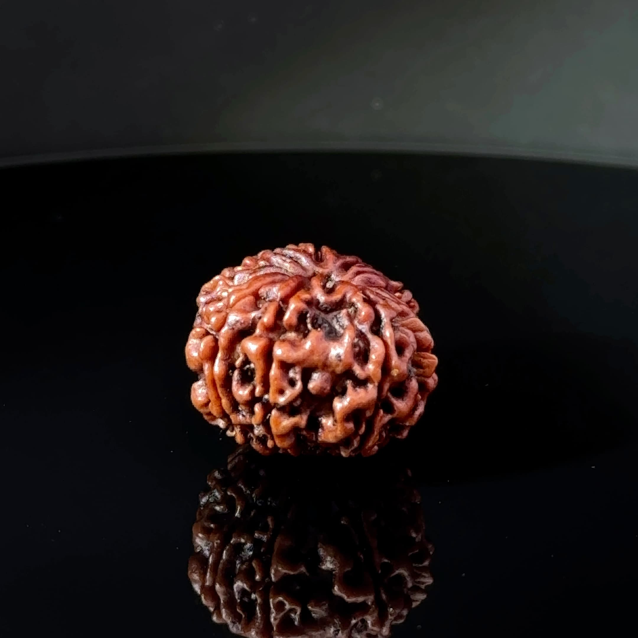 Certified 14 Mukhi Nepali Rudraksha IGL- 145135RD