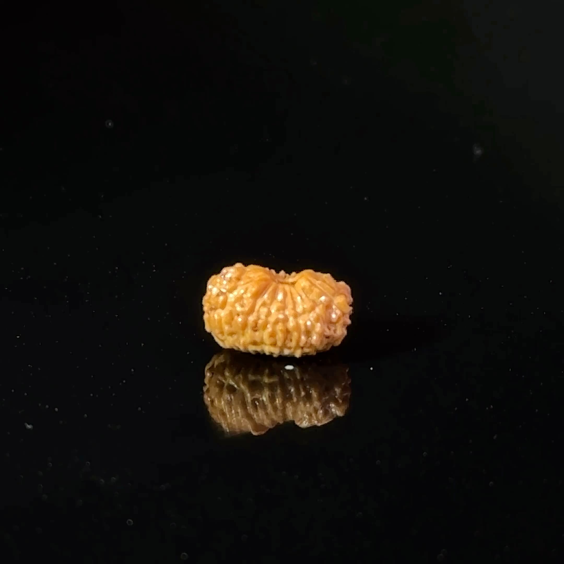 Certified 17 Mukhi Indonesian Rudraksha IGL- 127557RD