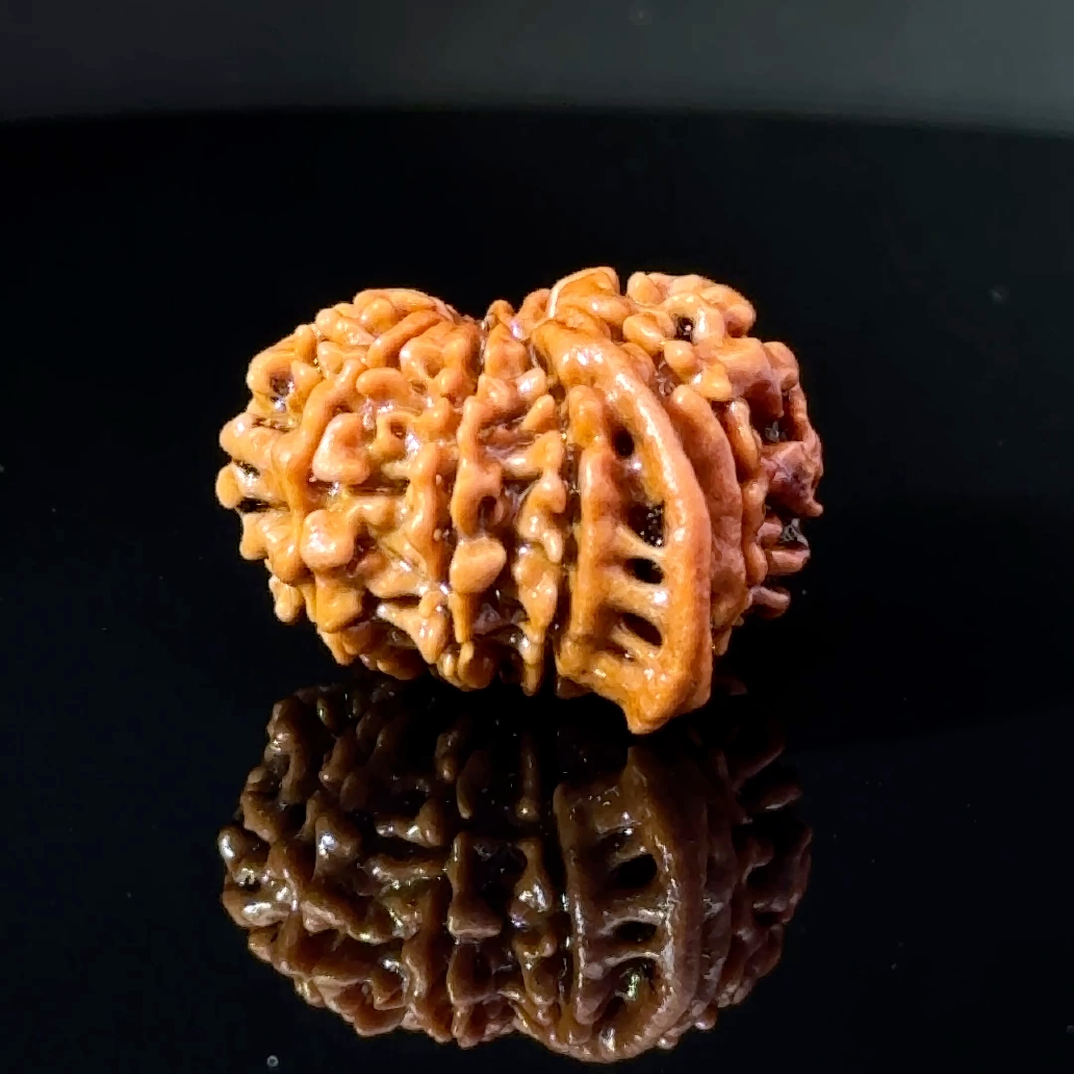 Certified 11 MUKHI GANESH Rudraksha IGL-146078RD