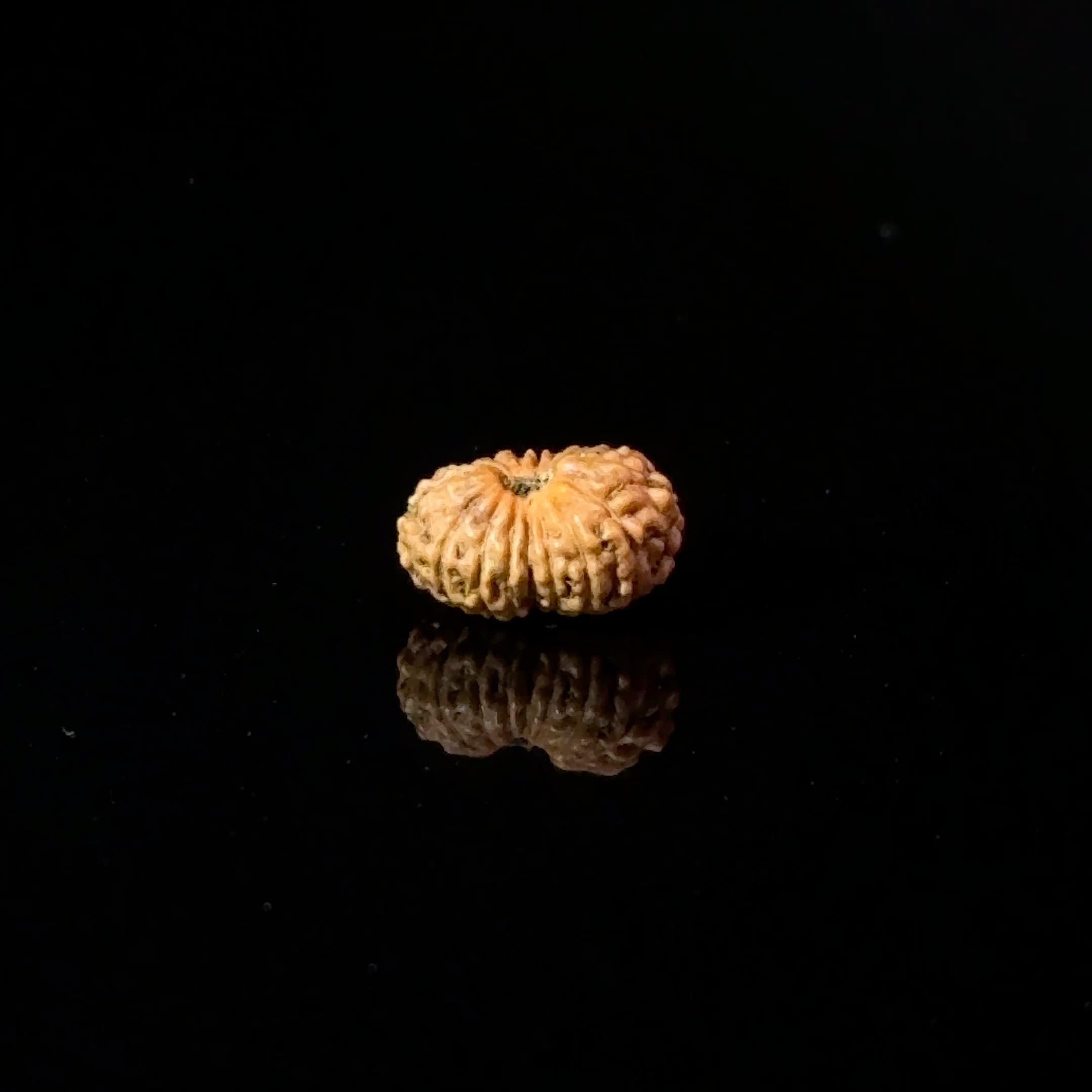 Certified 17 Mukhi Indonesian Rudraksha IGL- 127561RD