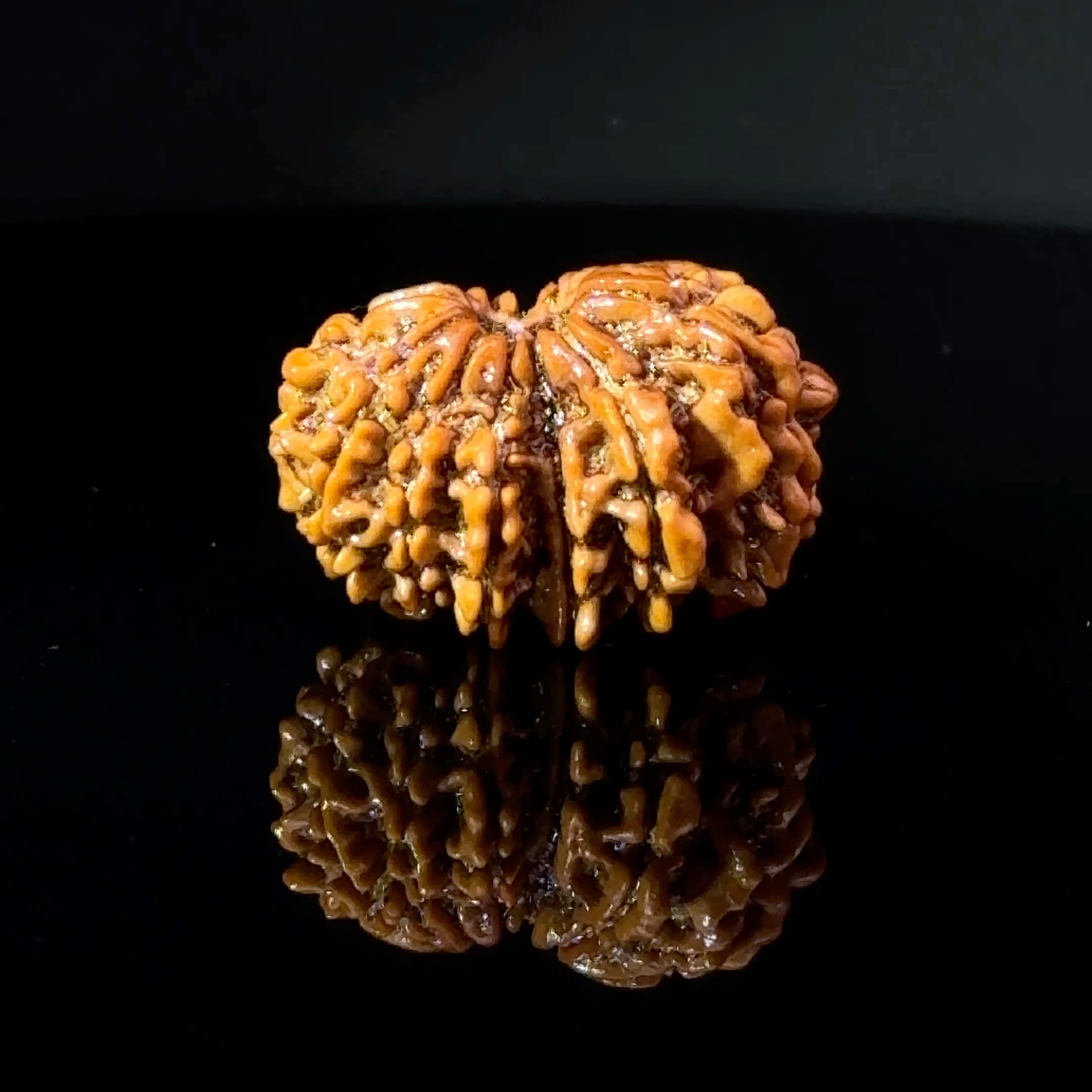 Certified Gauri Shankar Rudraksha IGL - 146101RD