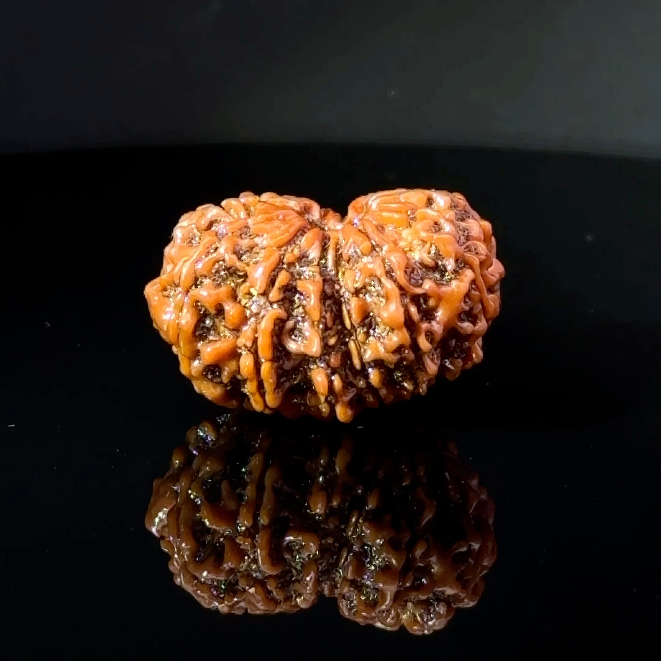 Certified Gauri Shankar Rudraksha IGL - 146102RD