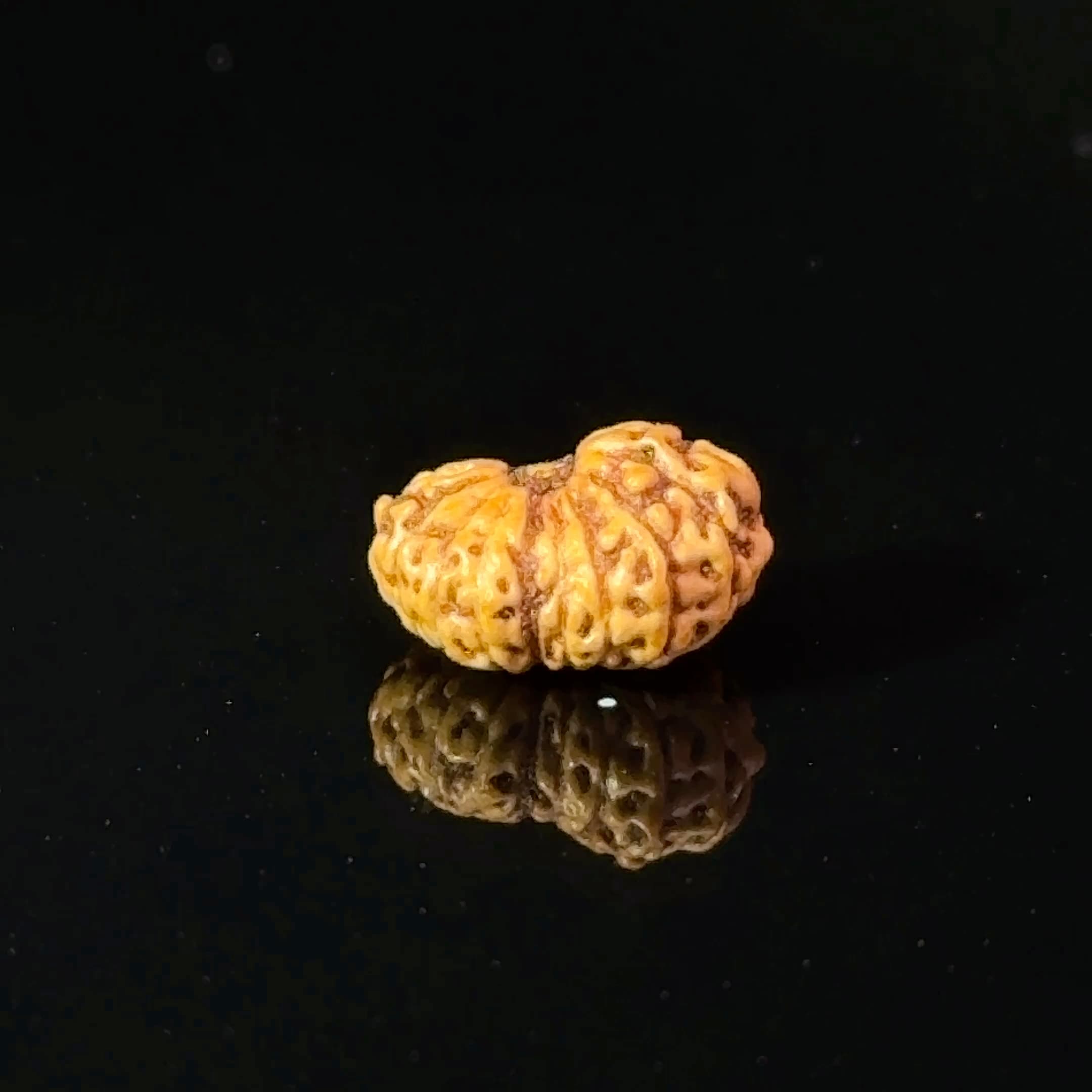 Certified 17 Mukhi Indonesian Rudraksha IGL- 127555RD