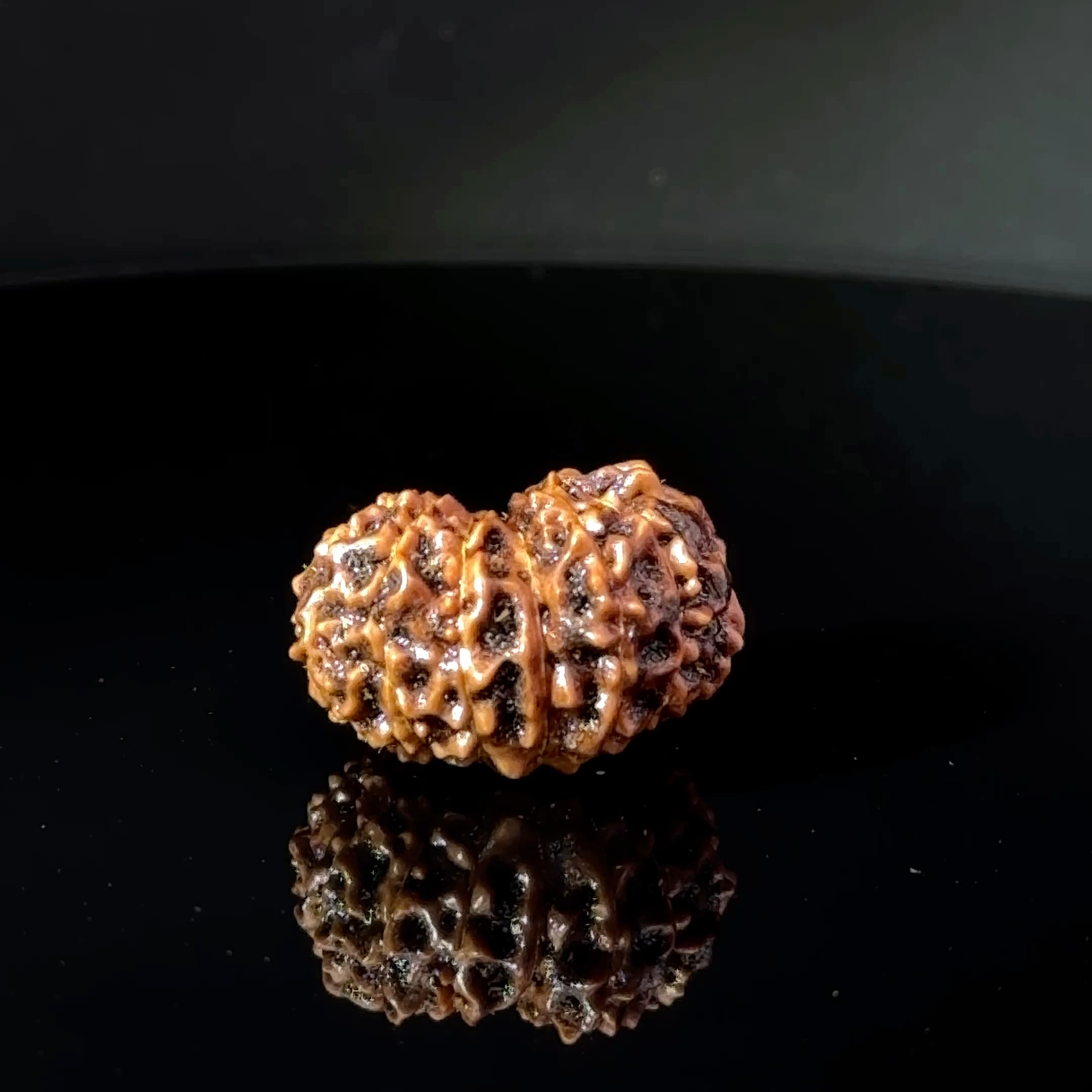 Certified 15 Mukhi Nepali Rudraksha IGL- 135507RD
