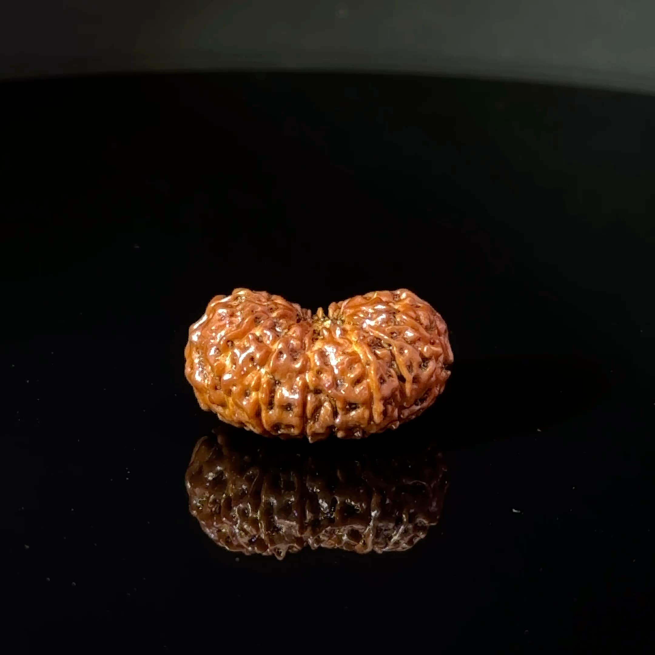 Certified 15 Mukhi Nepali Rudraksha IGL- 135511RD