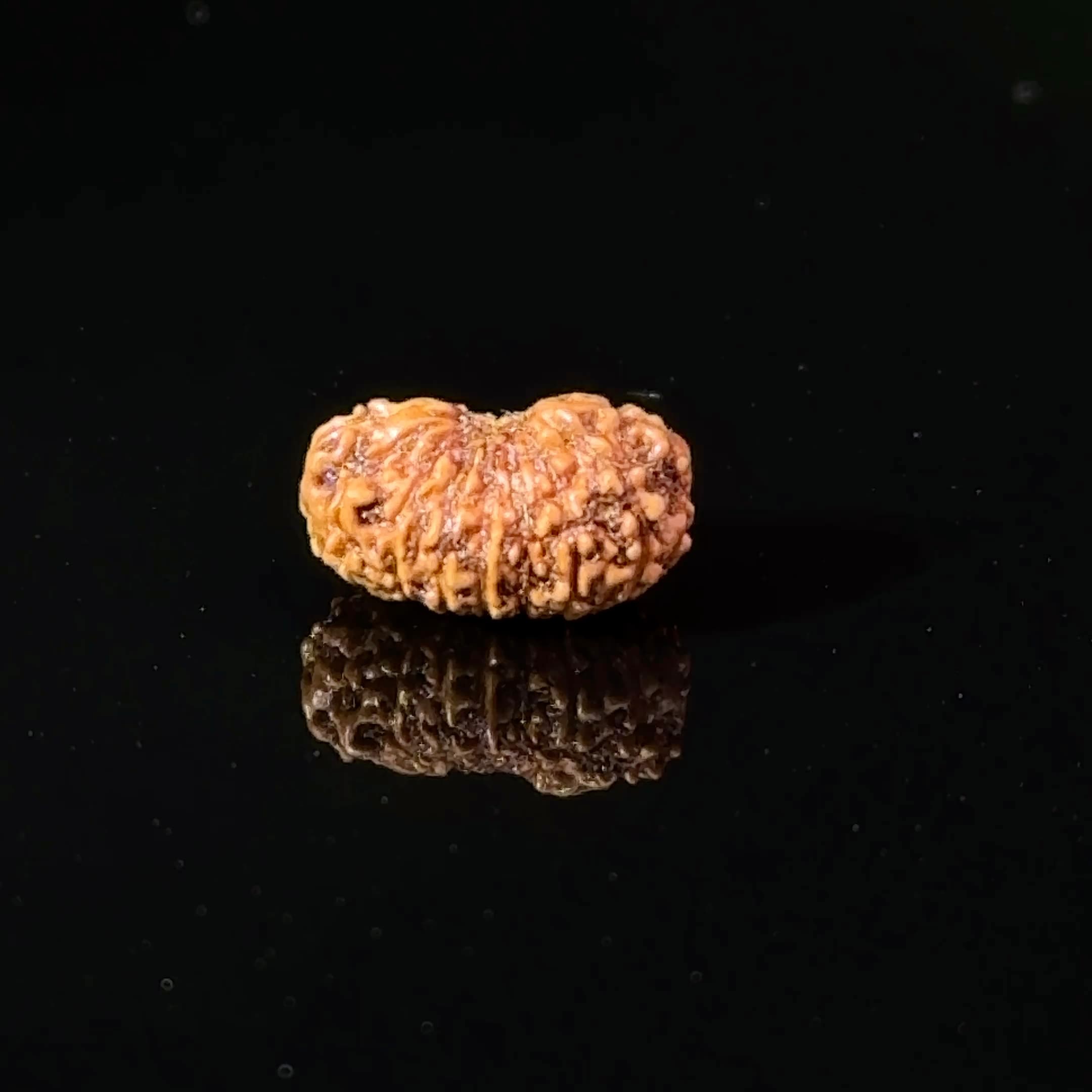 Certified 17 Mukhi Indonesian Rudraksha IGL- 127562RD