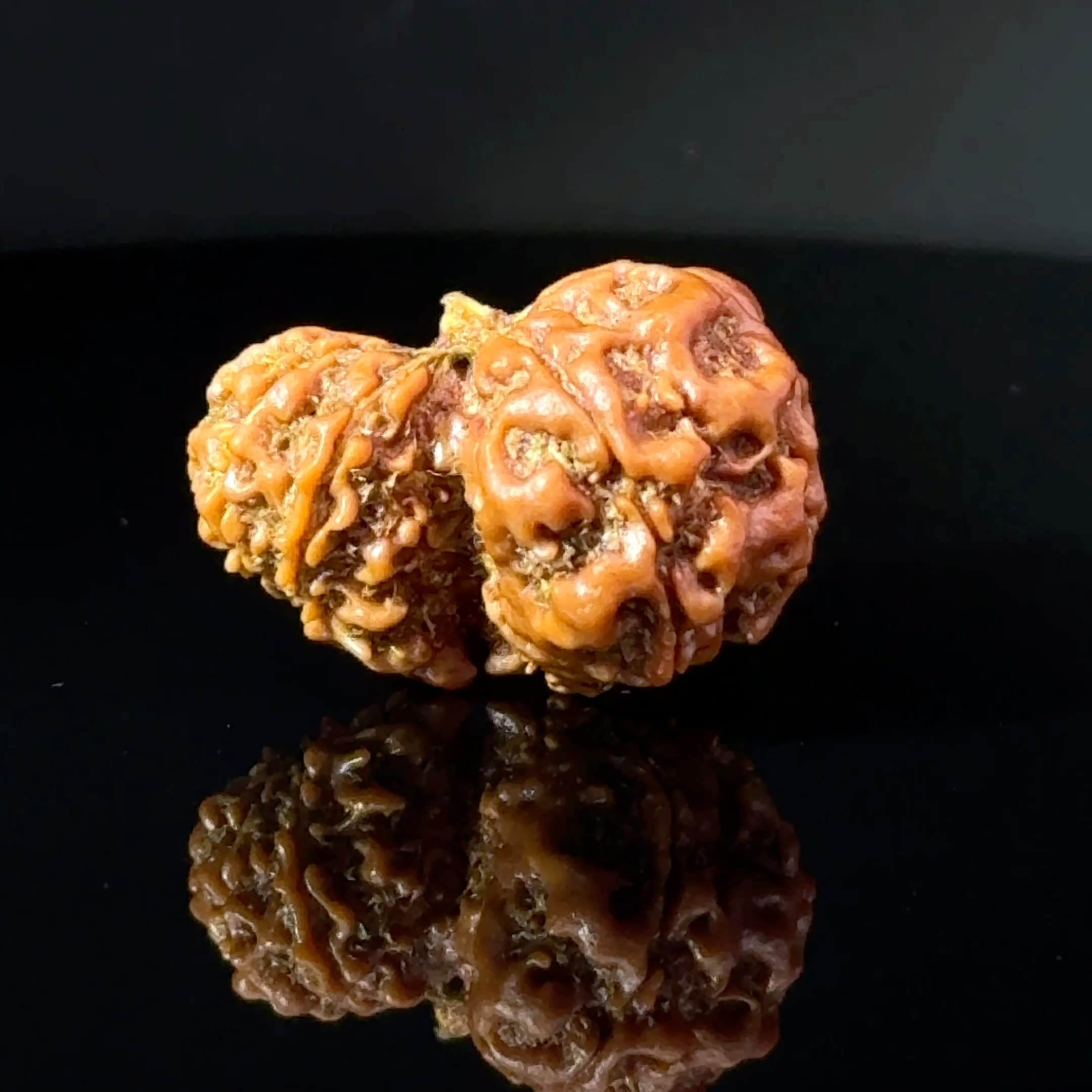 Certified Garbh Gauri Shankar Rudraksha IGL -146109RD