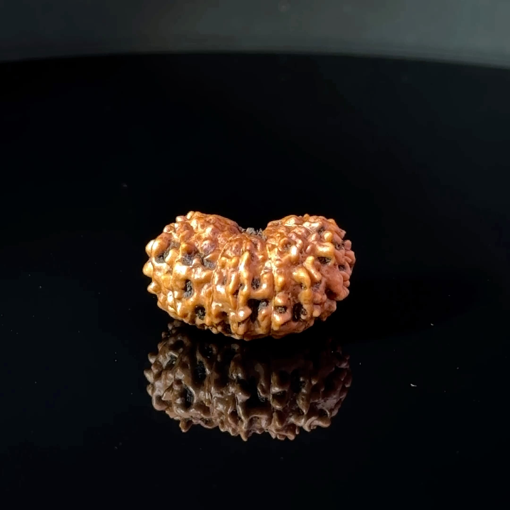 Certified 15 Mukhi Nepali Rudraksha IGL- 135509RD