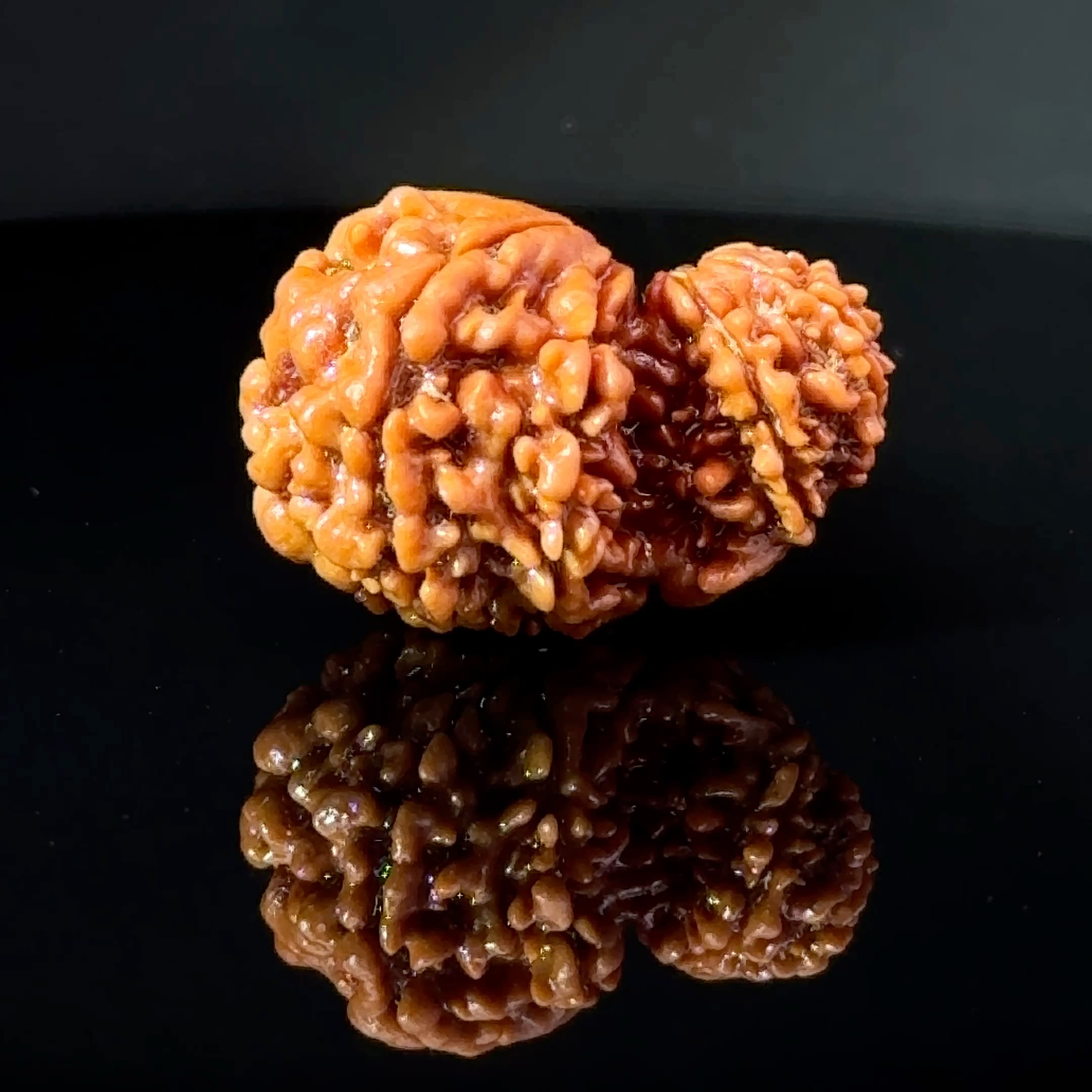 Certified Garbh Gauri Shankar Rudraksha IGL -146111RD