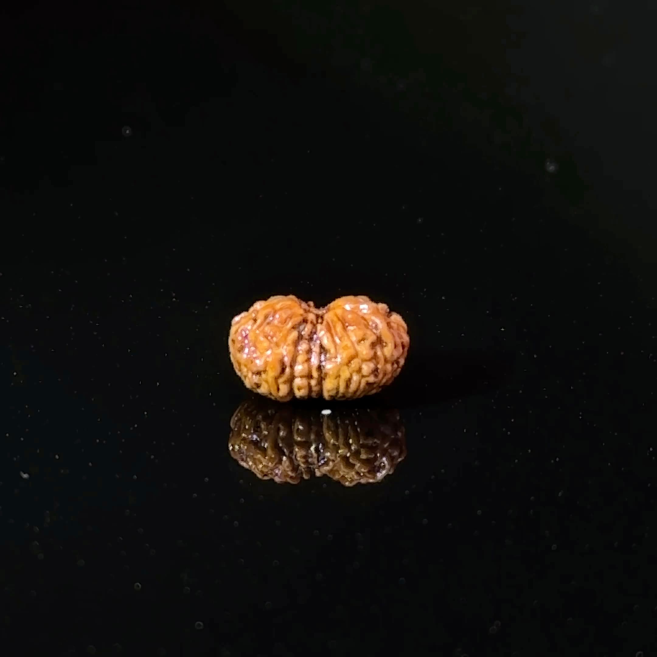 Certified 17 Mukhi Indonesian Rudraksha IGL- 127558RD