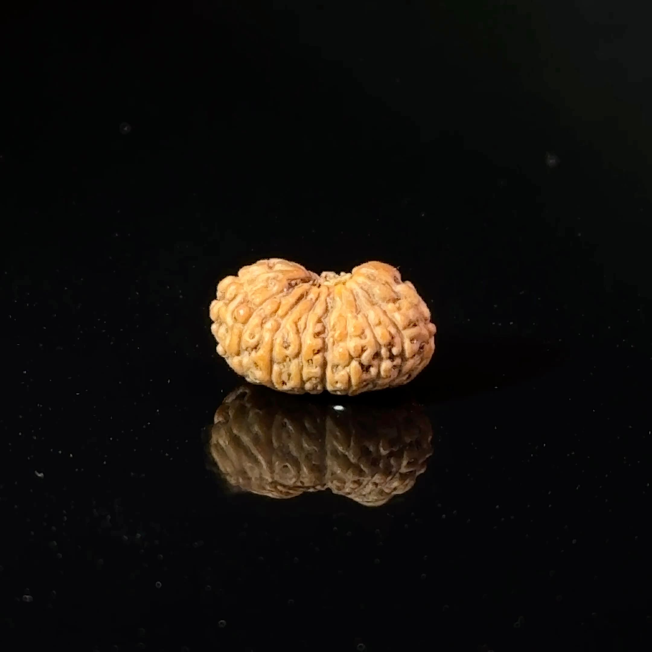 Certified 17 Mukhi Indonesian Rudraksha IGL- 127552RD