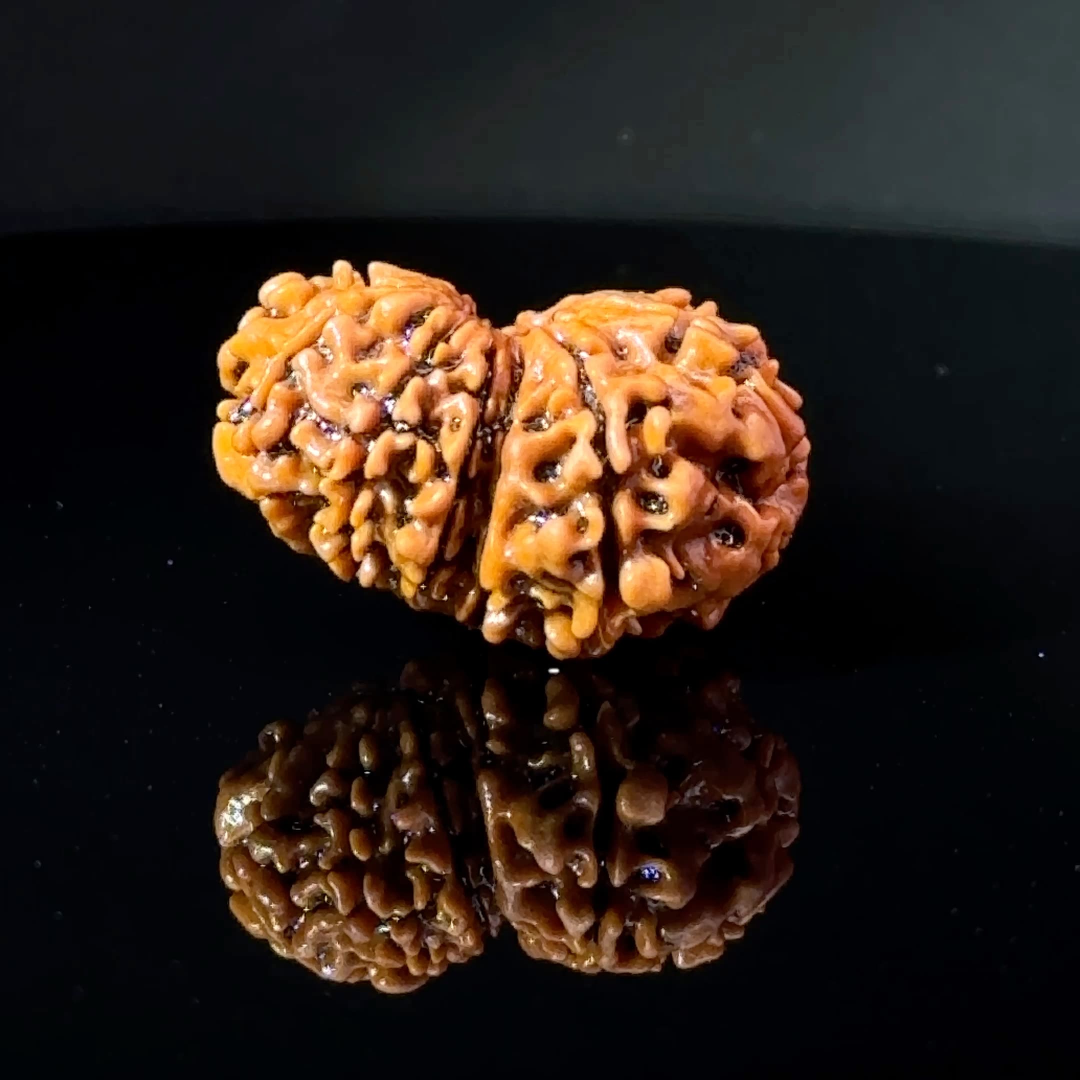 Certified Gauri Shankar Rudraksha IGL - 146103RD
