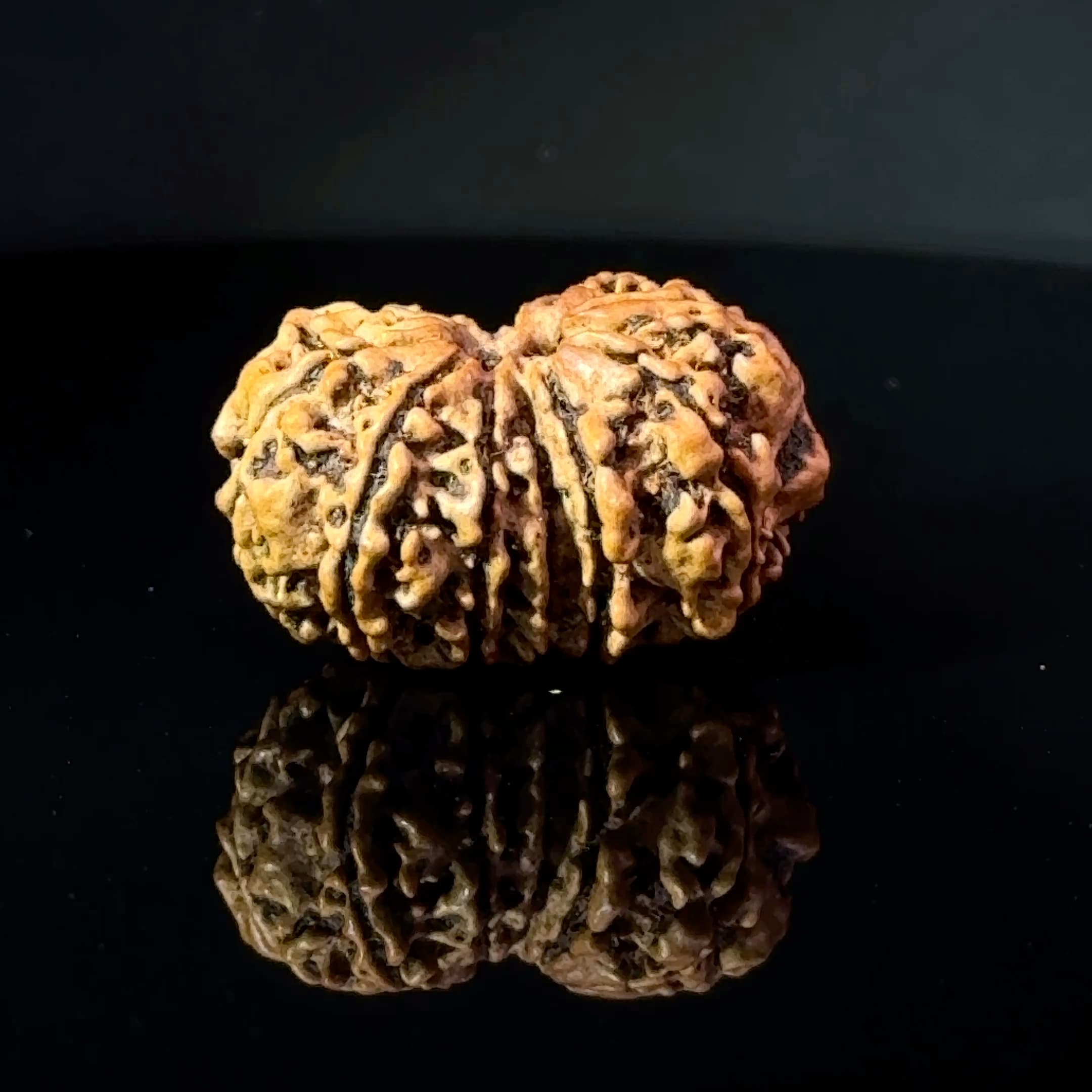Certified Gauri Shankar Rudraksha IGL - 146104RD