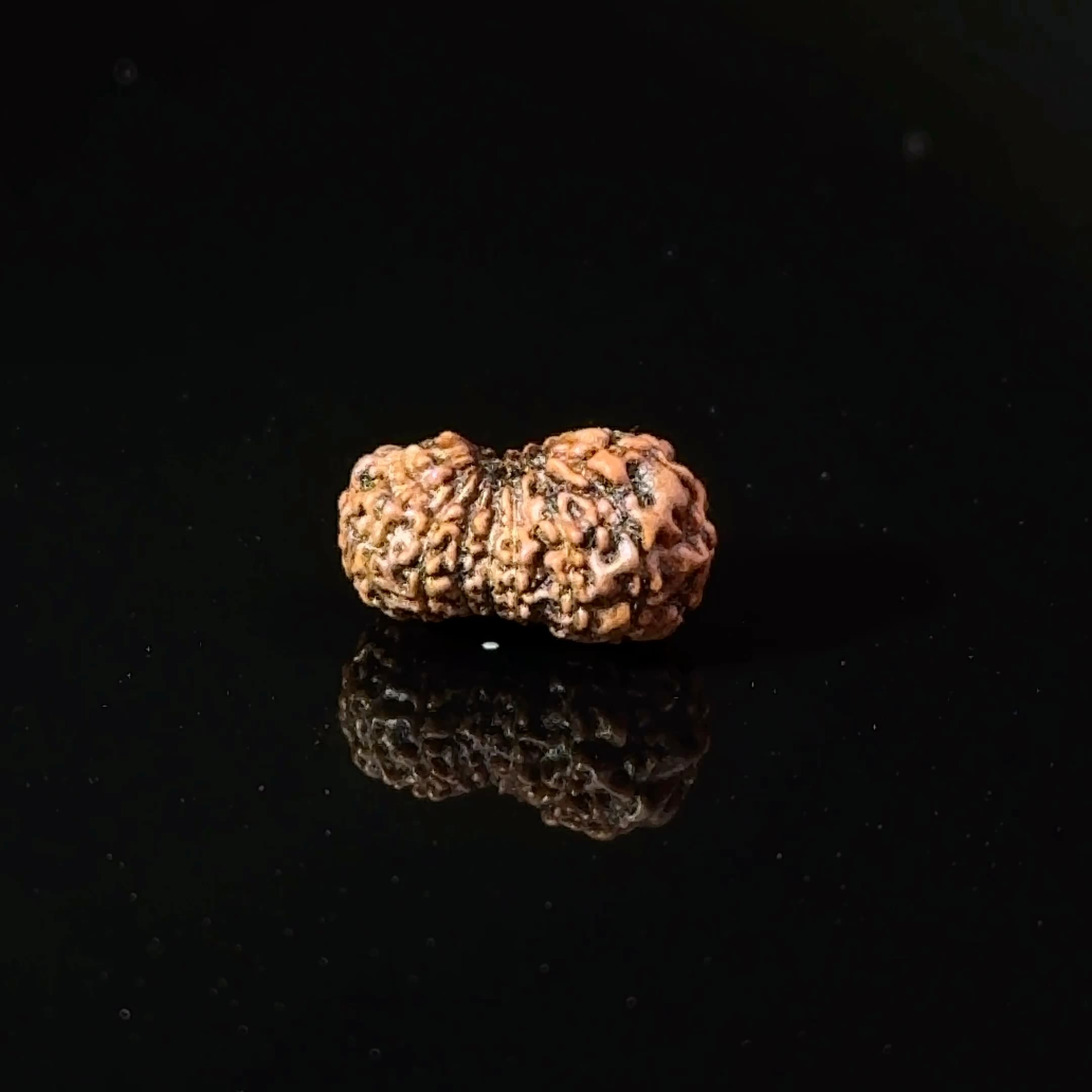 Certified 17 Mukhi Indonesian Rudraksha IGL- 127563RD