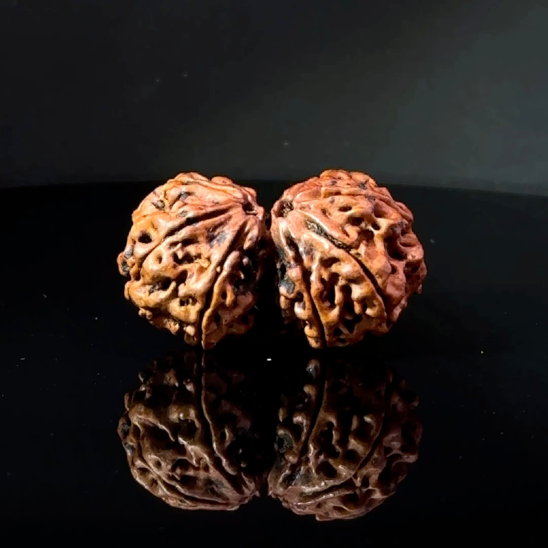 Certified Gauri Shankar Rudraksha IGL - 146092RD