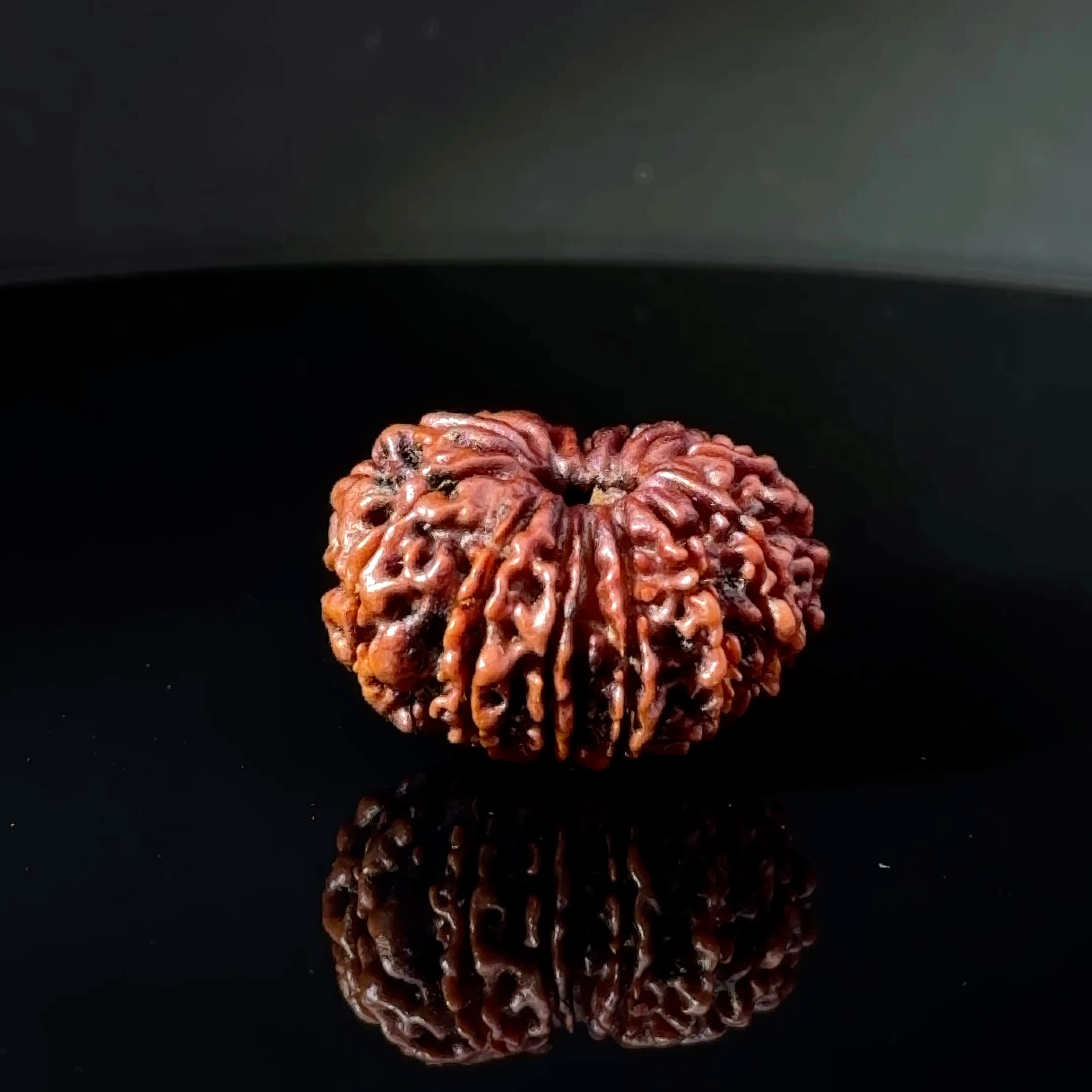 Certified 14 Mukhi Nepali Rudraksha IGL- 145135RD