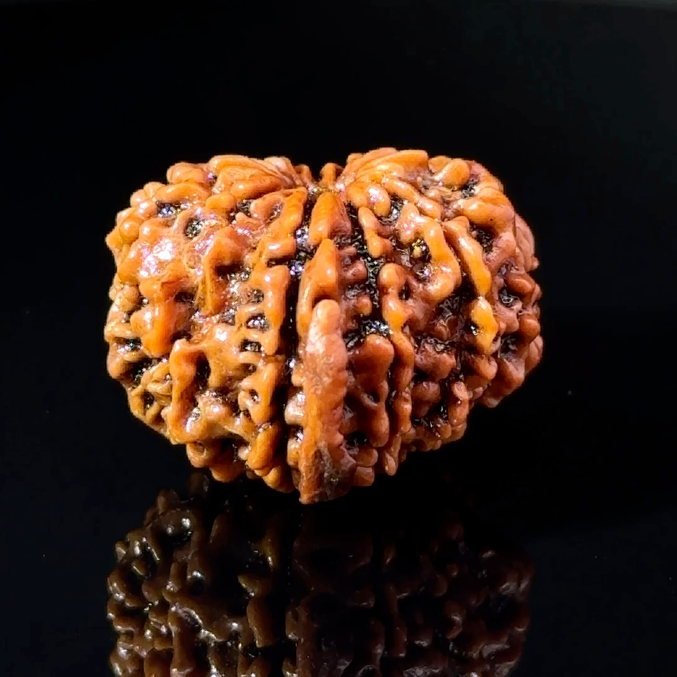 Certified 11 MUKHI GANESH Rudraksha IGL-146079RD