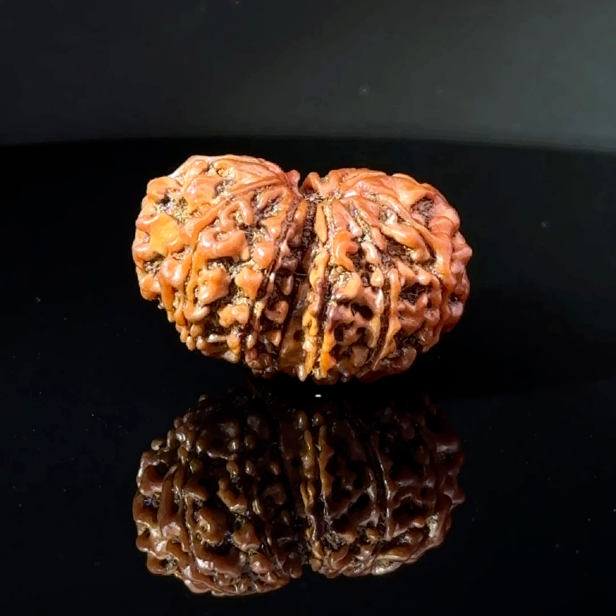 Certified Gauri Shankar Rudraksha IGL - 146105RD