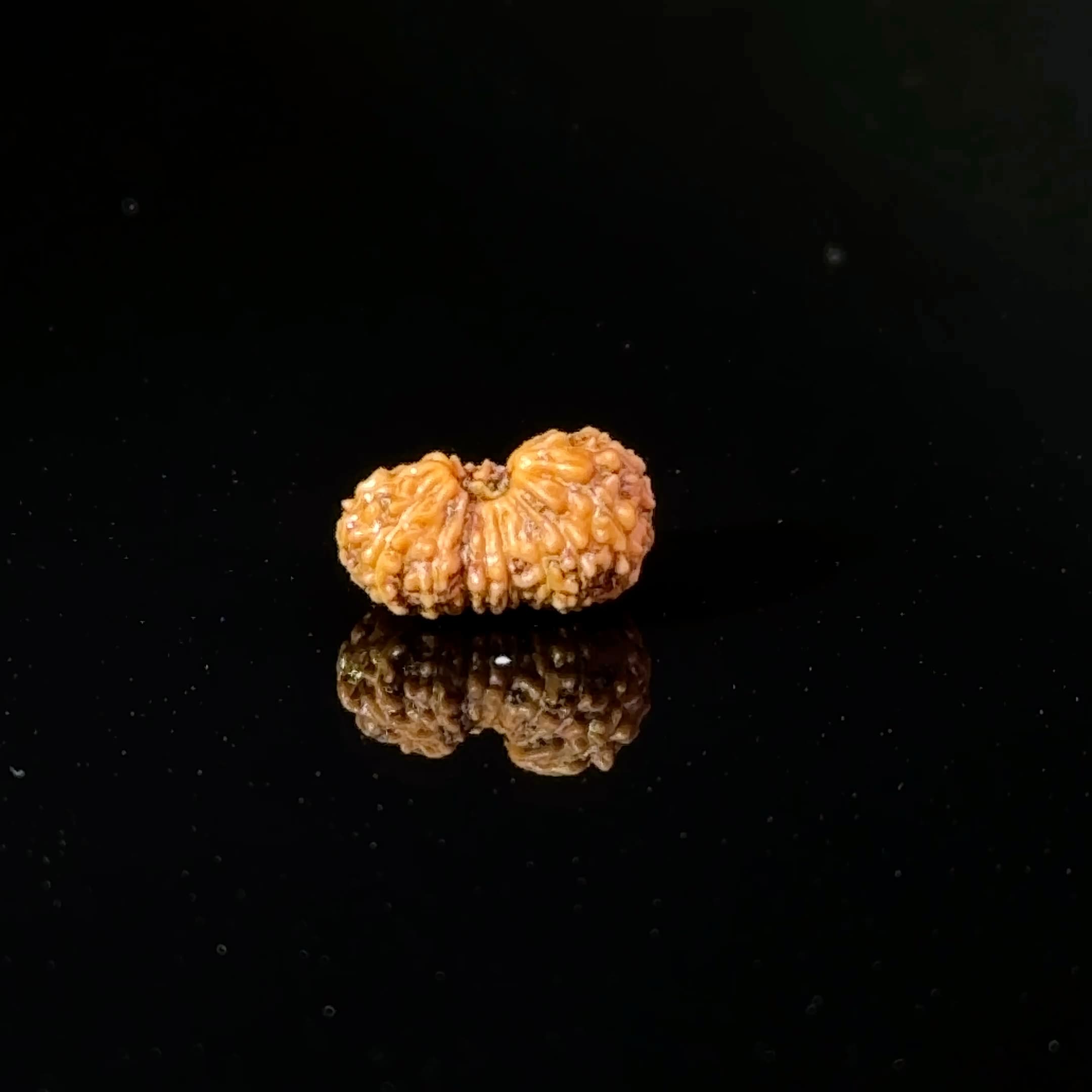 Certified 17 Mukhi Indonesian Rudraksha IGL- 127553RD